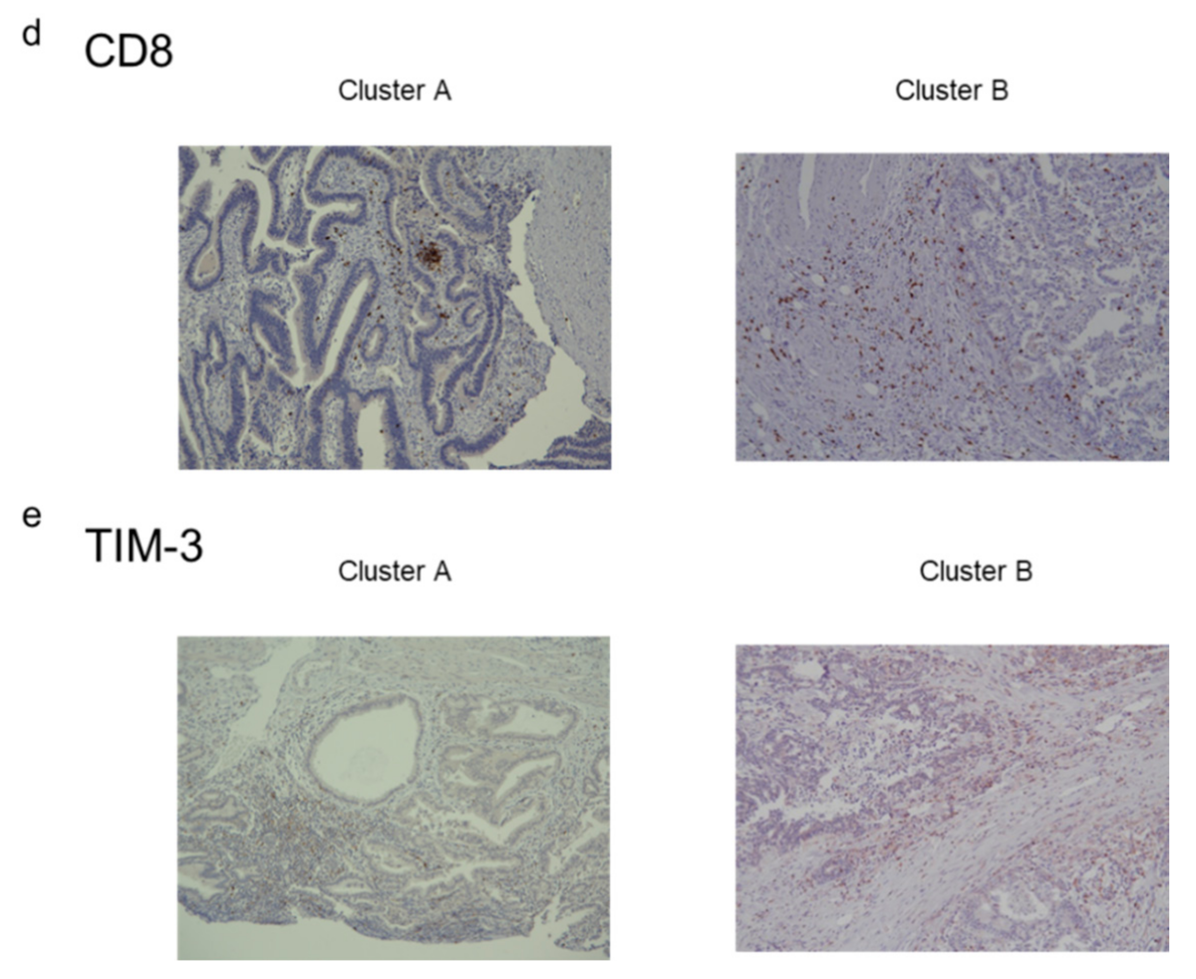 Cancers 13 00733 g004b