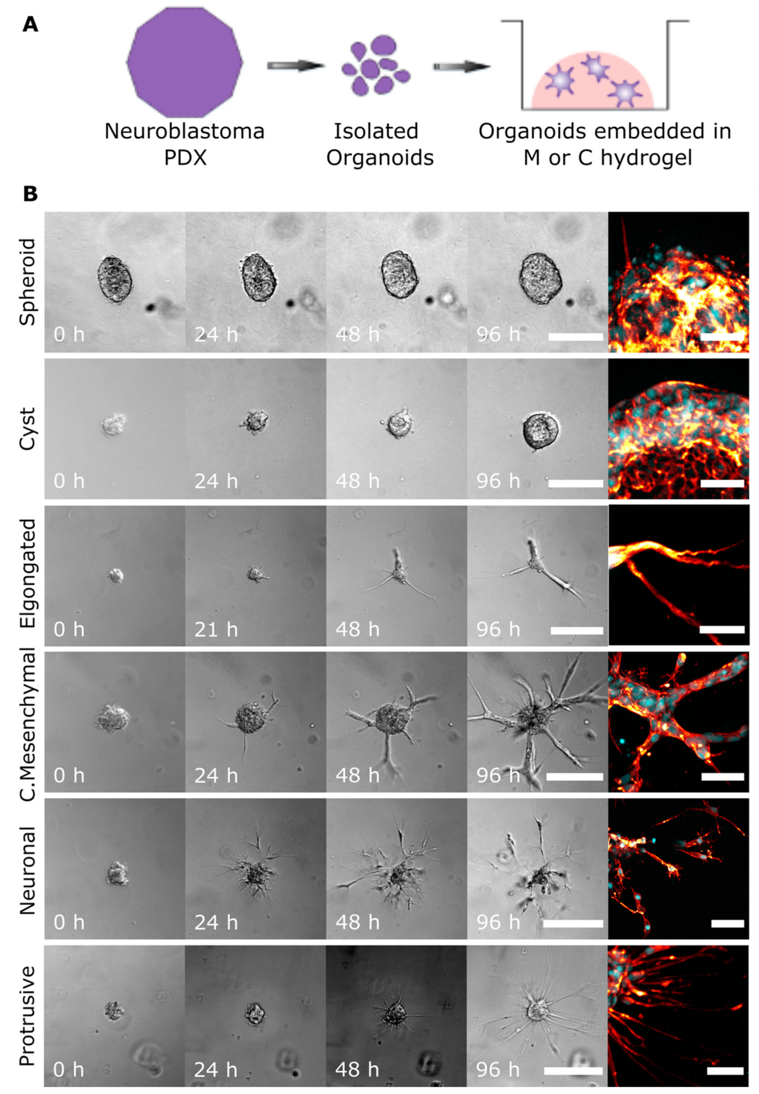 Cancers 13 00736 g001 Cancers 13 00736 g001