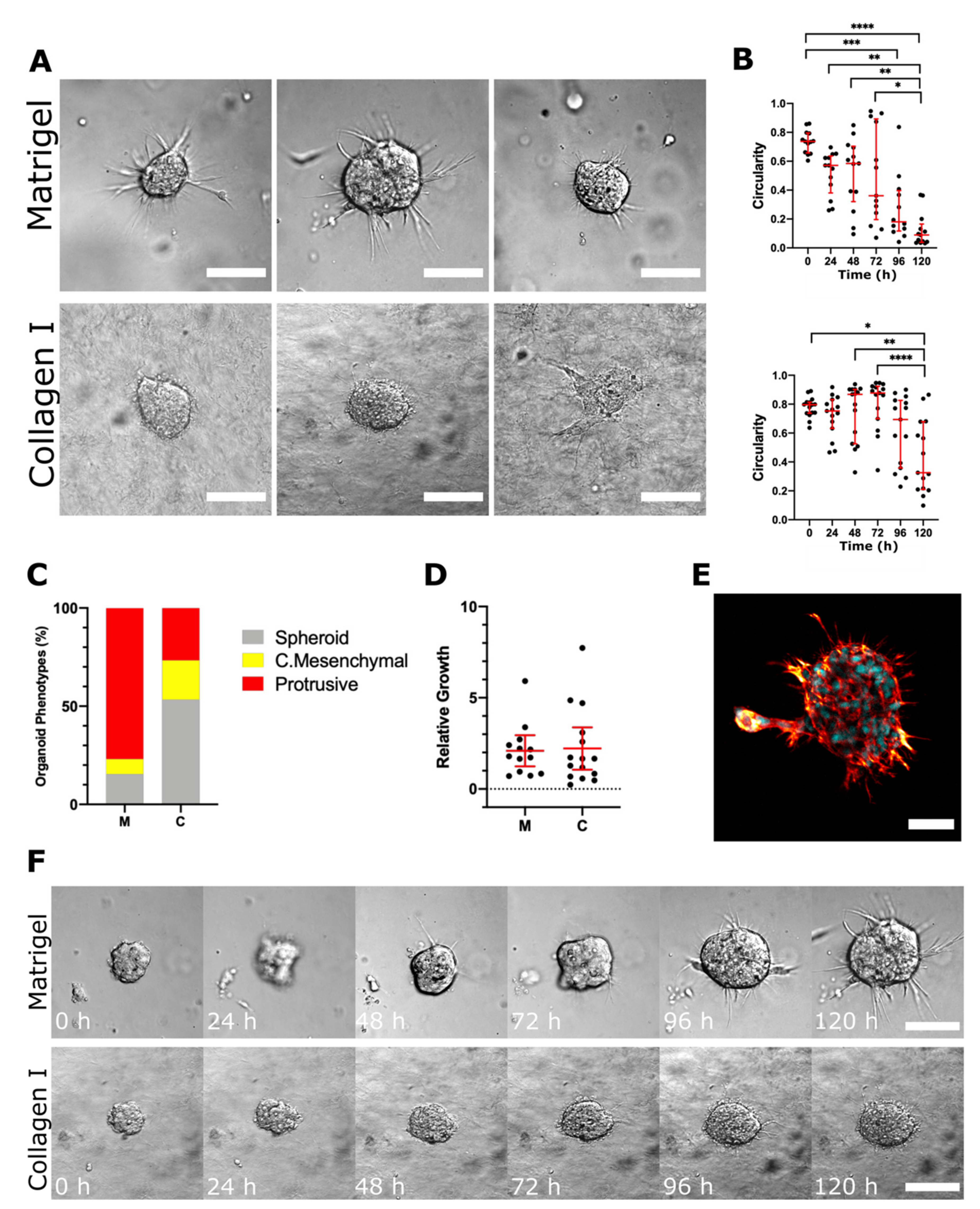 Cancers 13 00736 g006 Cancers 13 00736 g006