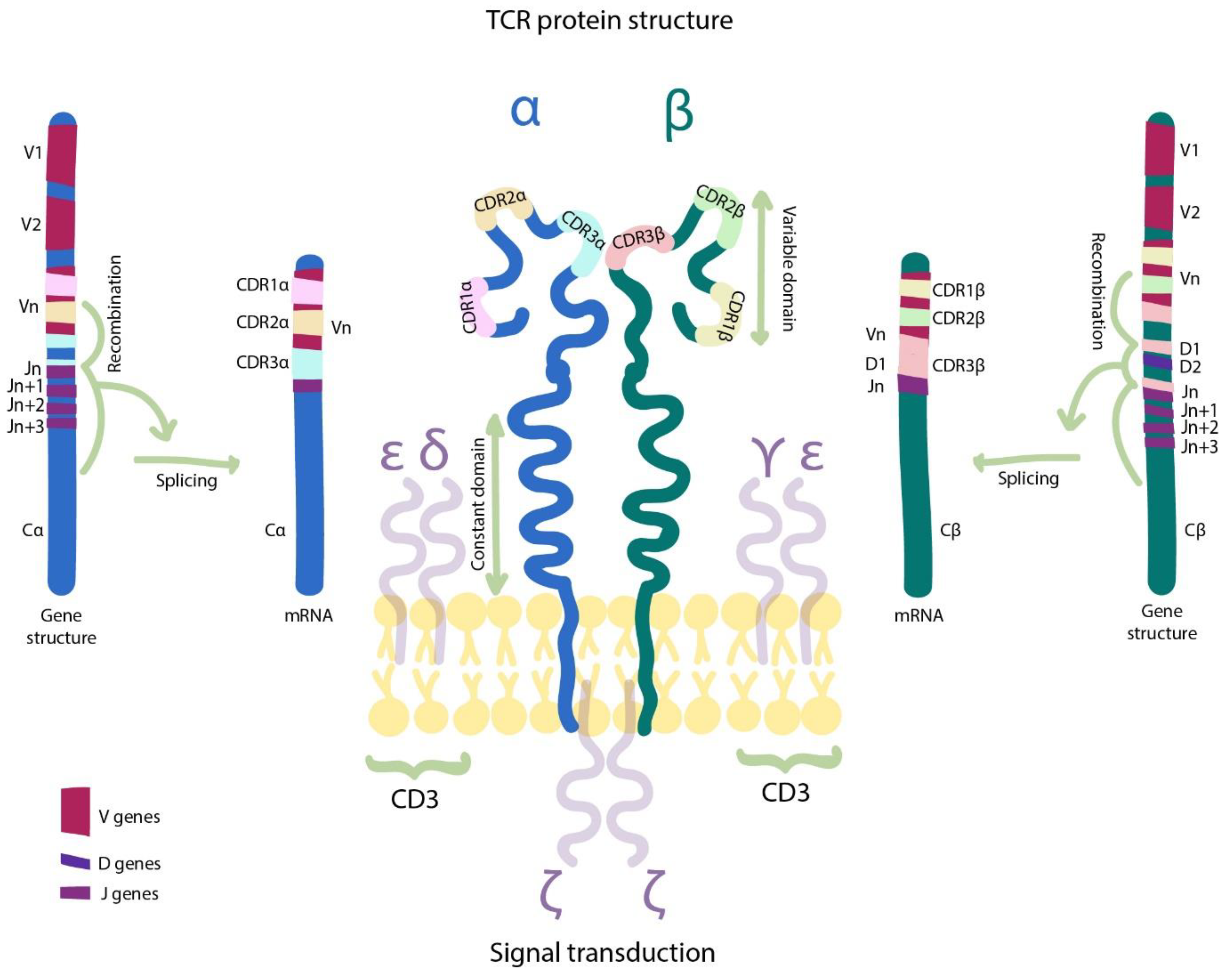 Cancers 13 00743 g002 Cancers 13 00743 g002