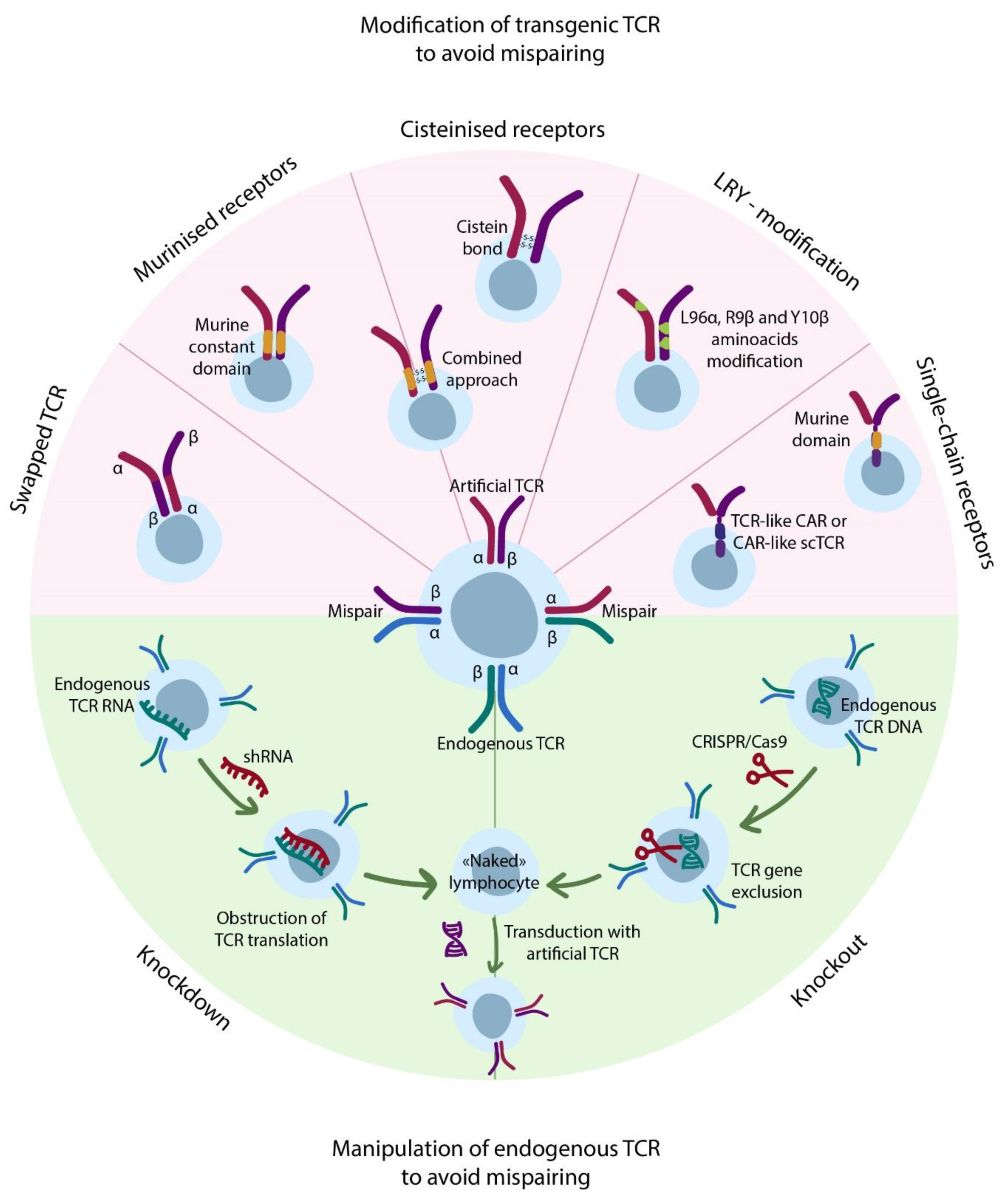 Cancers 13 00743 g004 Cancers 13 00743 g004