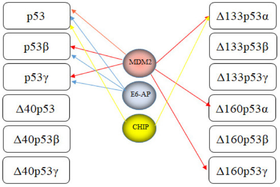 Regulation of p53 by E3s