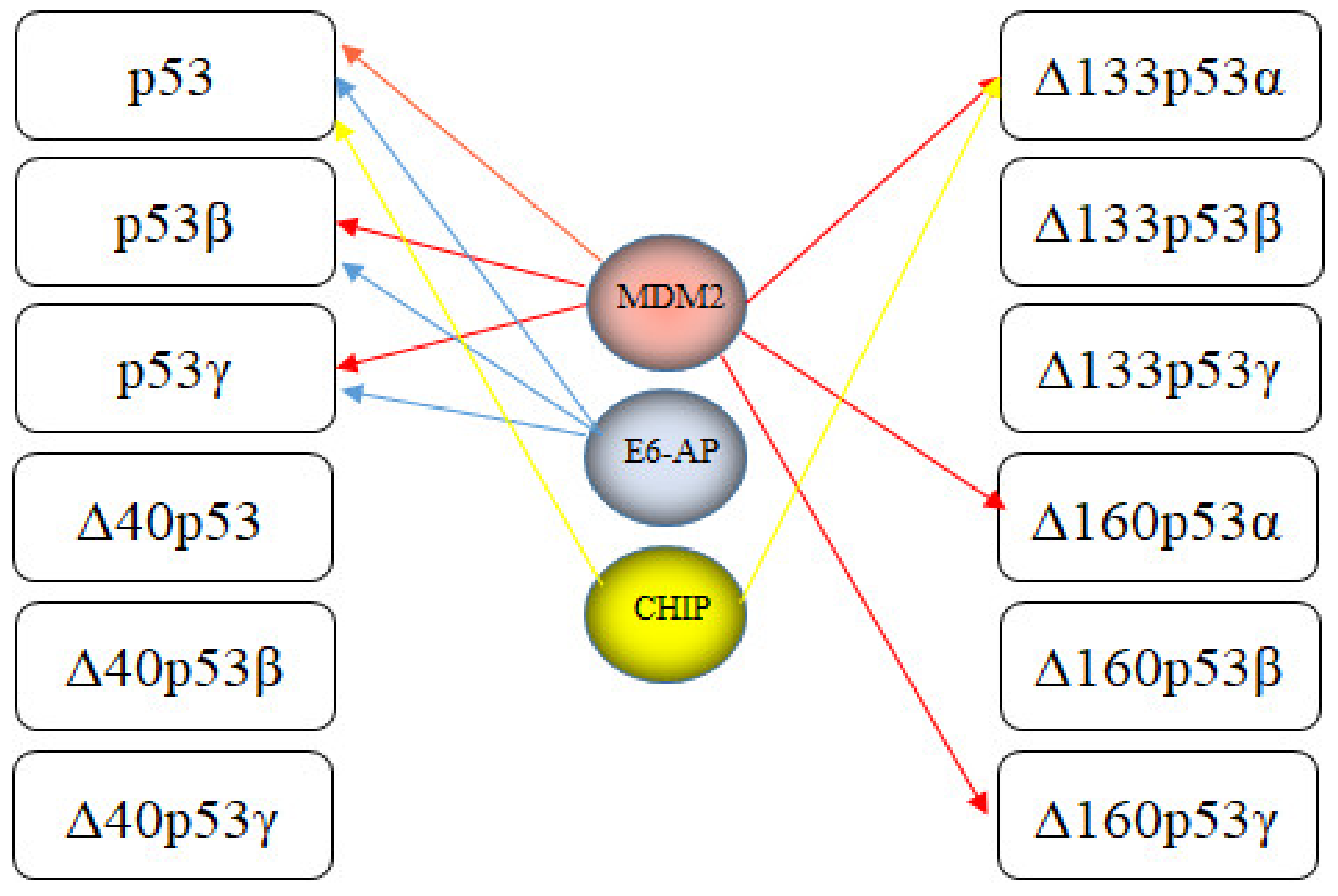 Cancers 13 00745 g007 Cancers 13 00745 g007