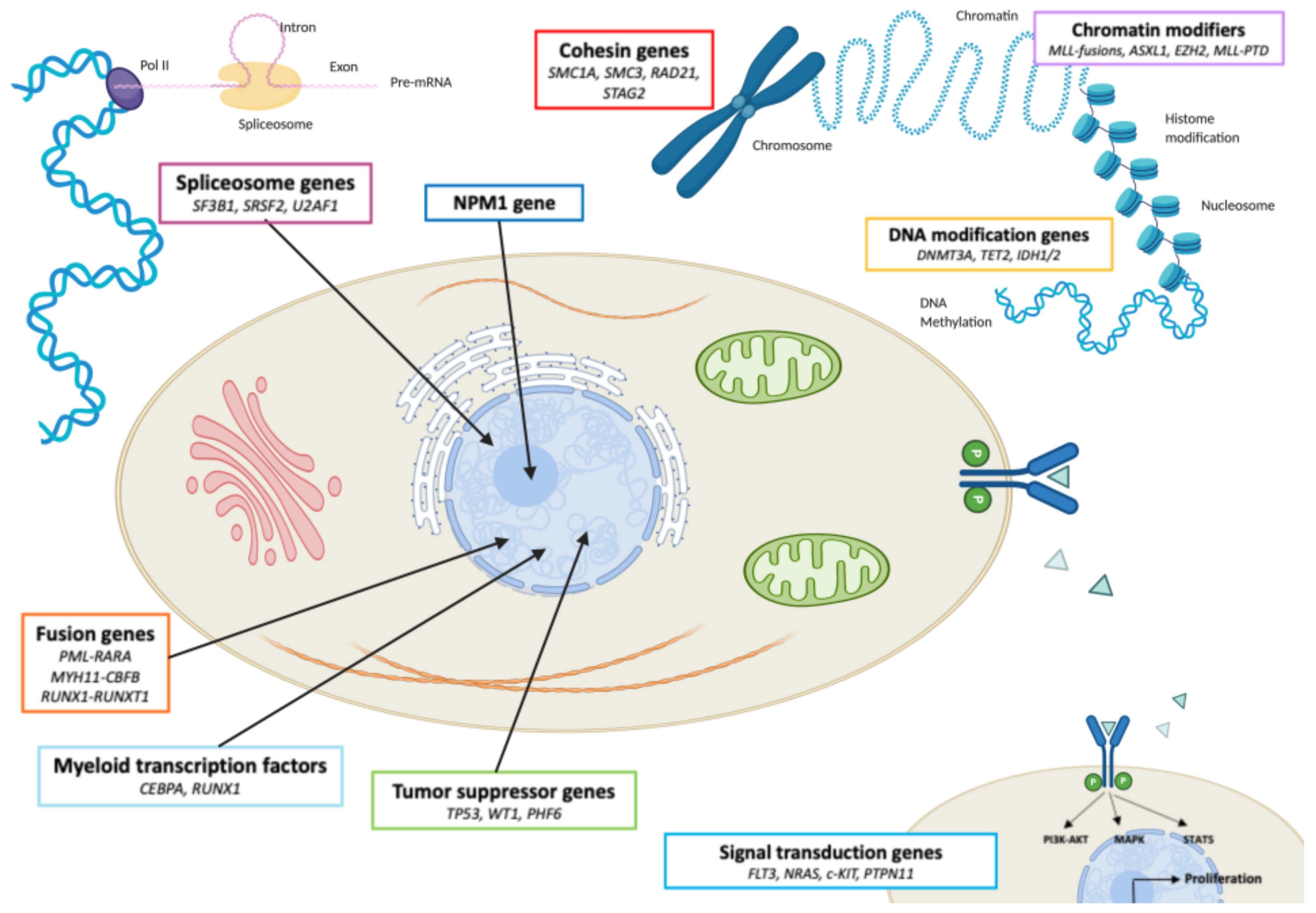 Cancers 13 00748 g002
