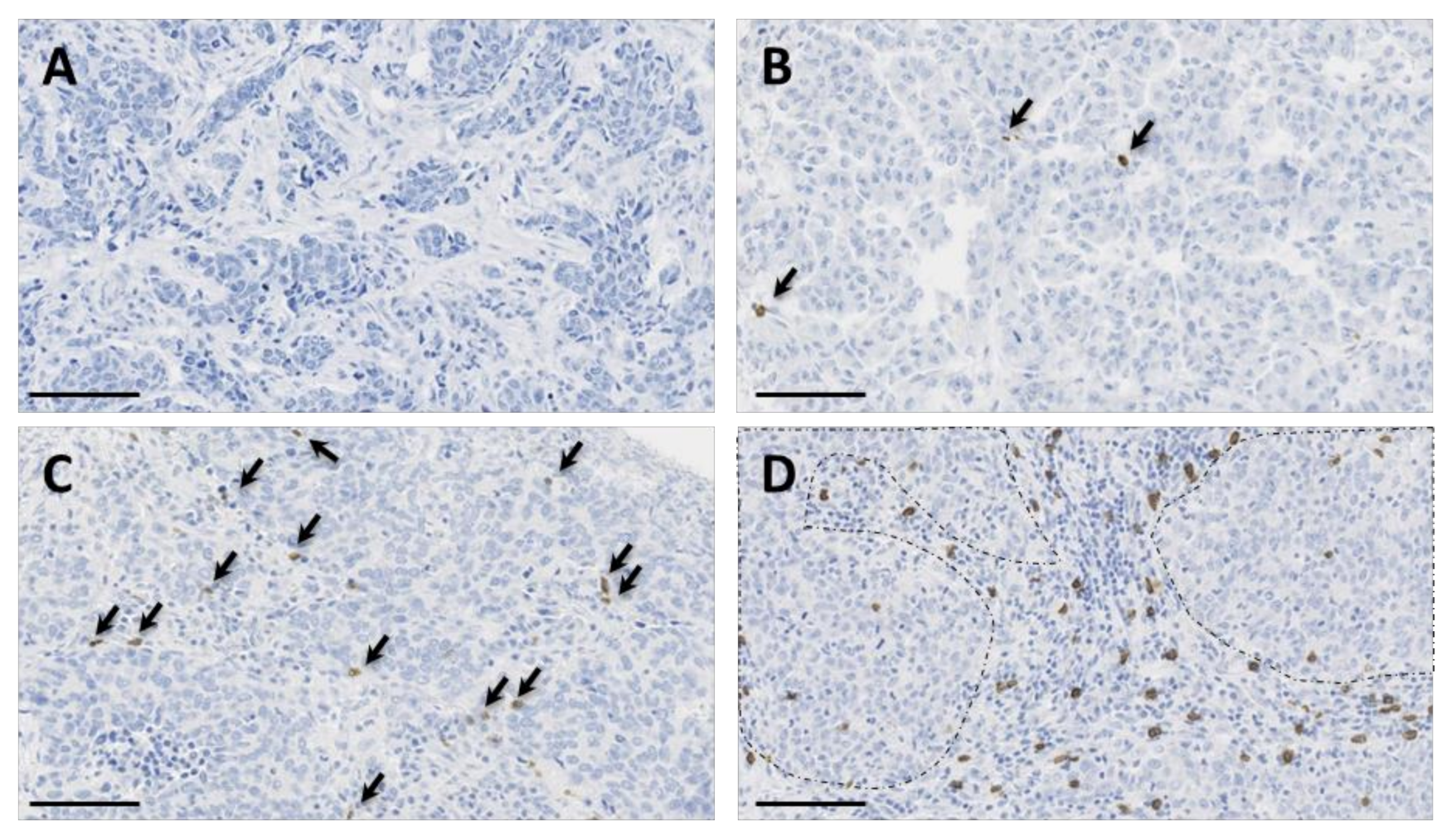 Cancers 13 00765 g002