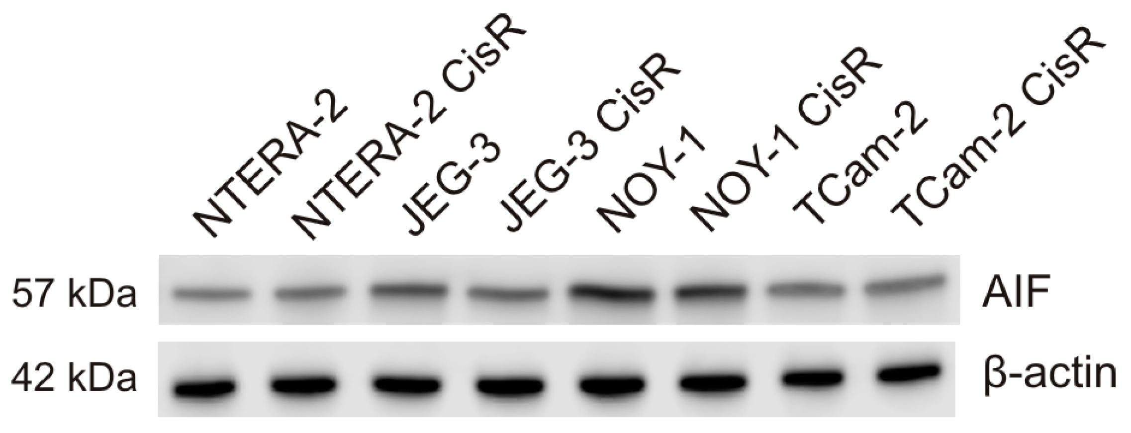 Cancers 13 00776 g002a