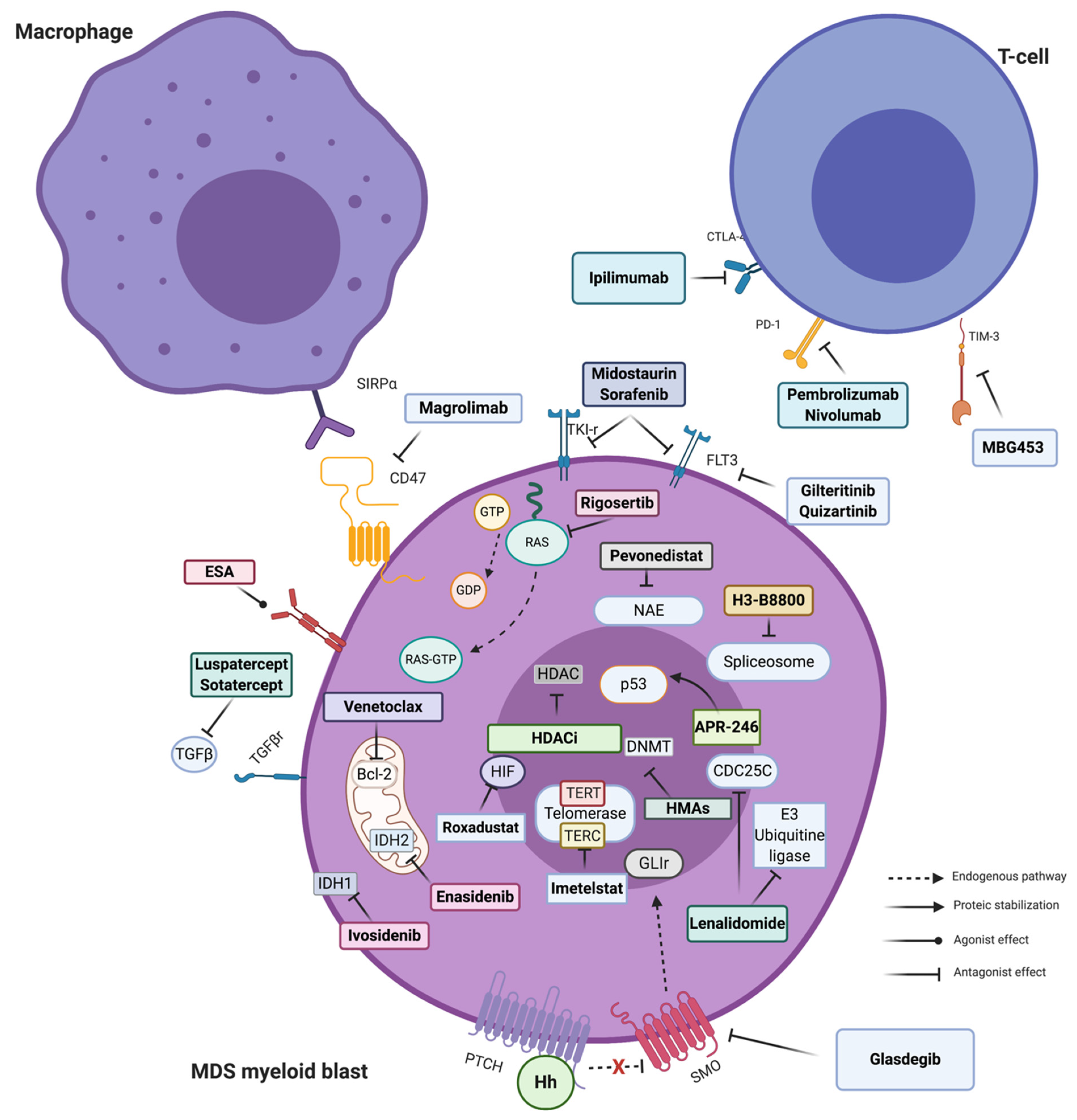 Cancers 13 00784 g001 Cancers 13 00784 g001