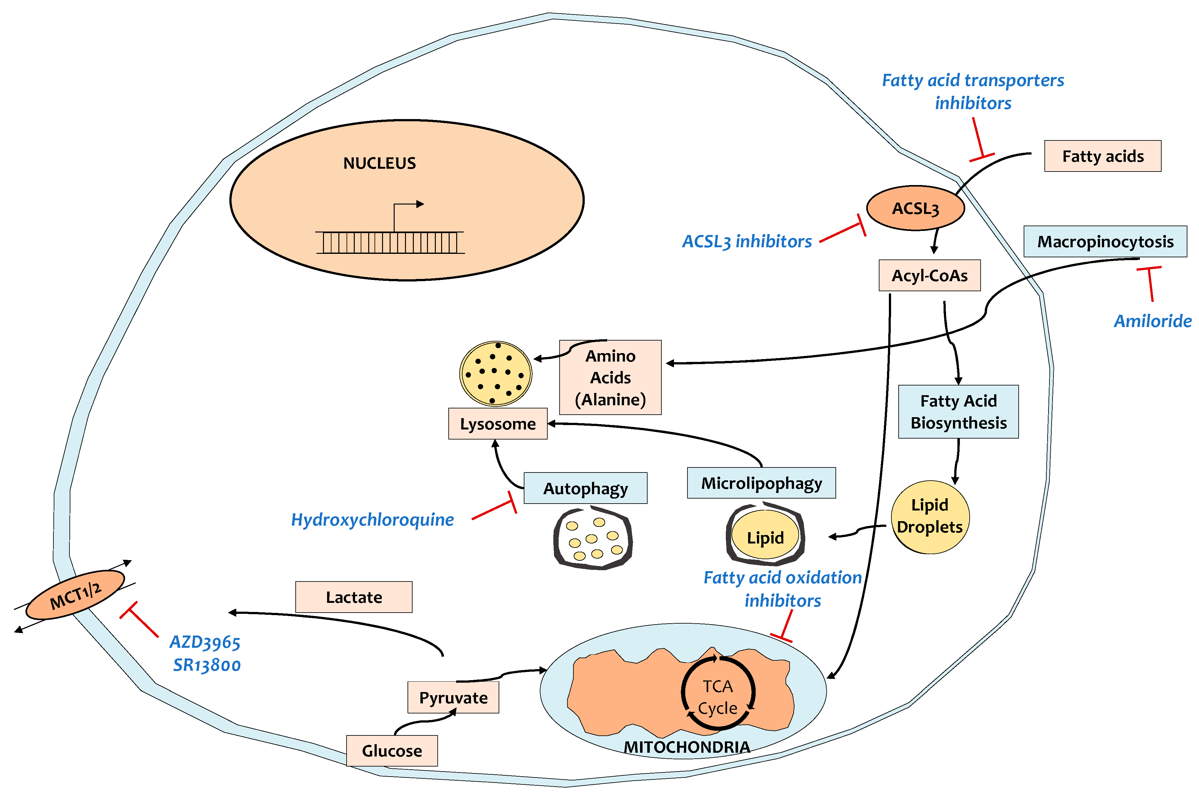 Cancers 13 00799 g002