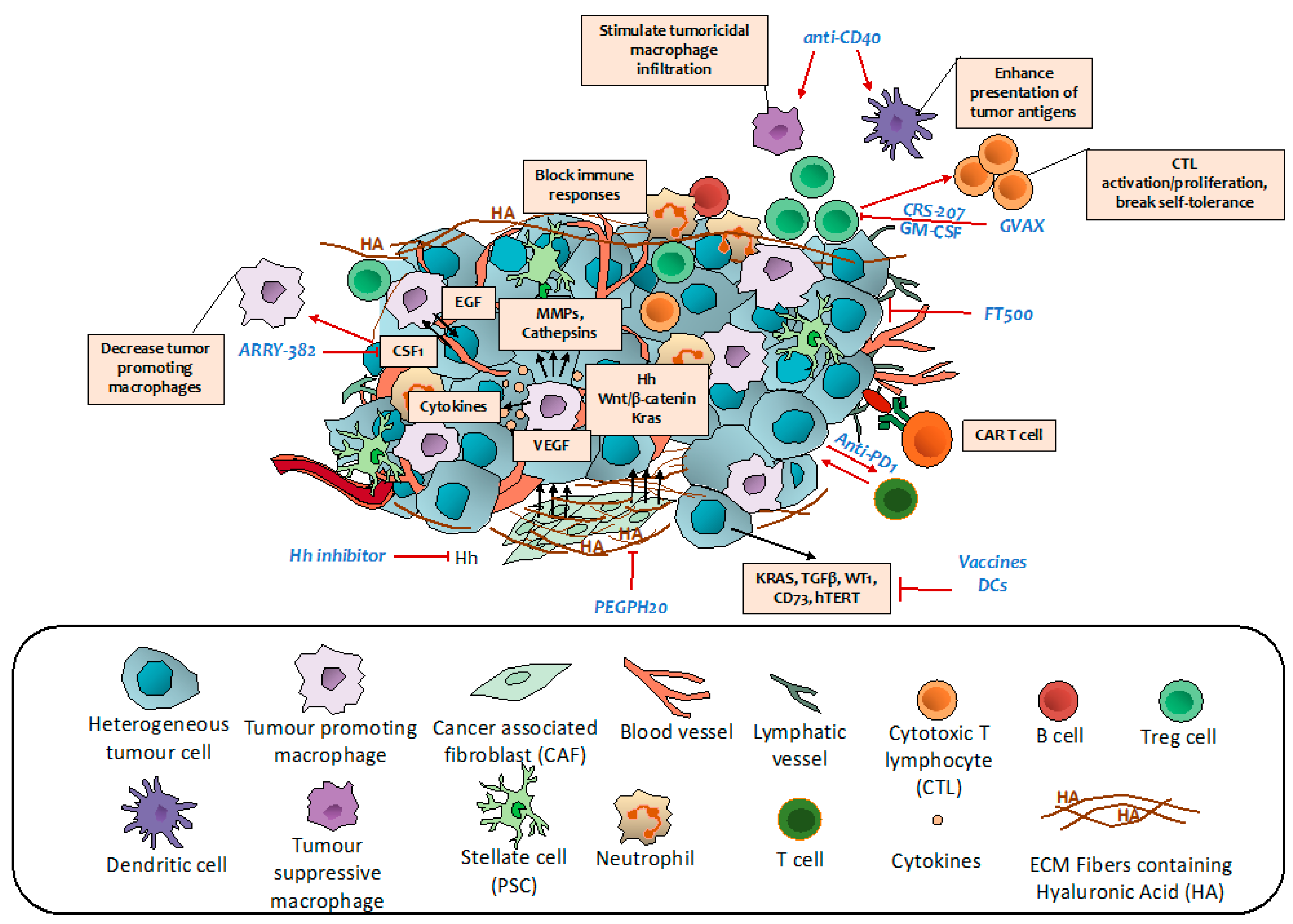 Cancers Free FullText Targeted Therapies for Pancreatic Cancer