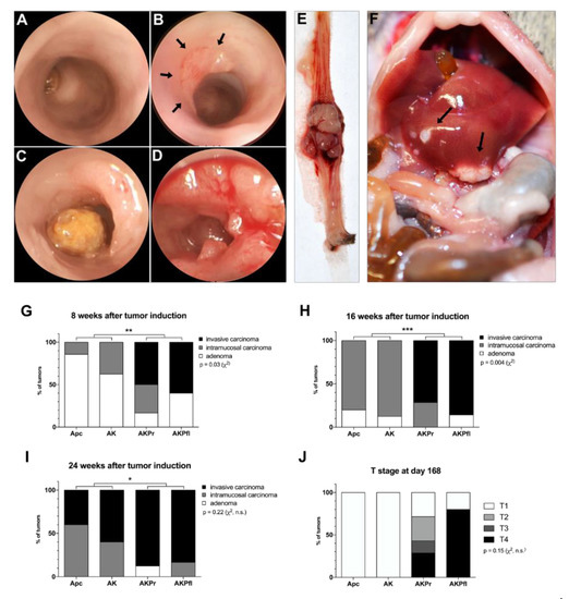Tumor Differential Effects of Trp53 Alterations in Murine Colorectal Cancer