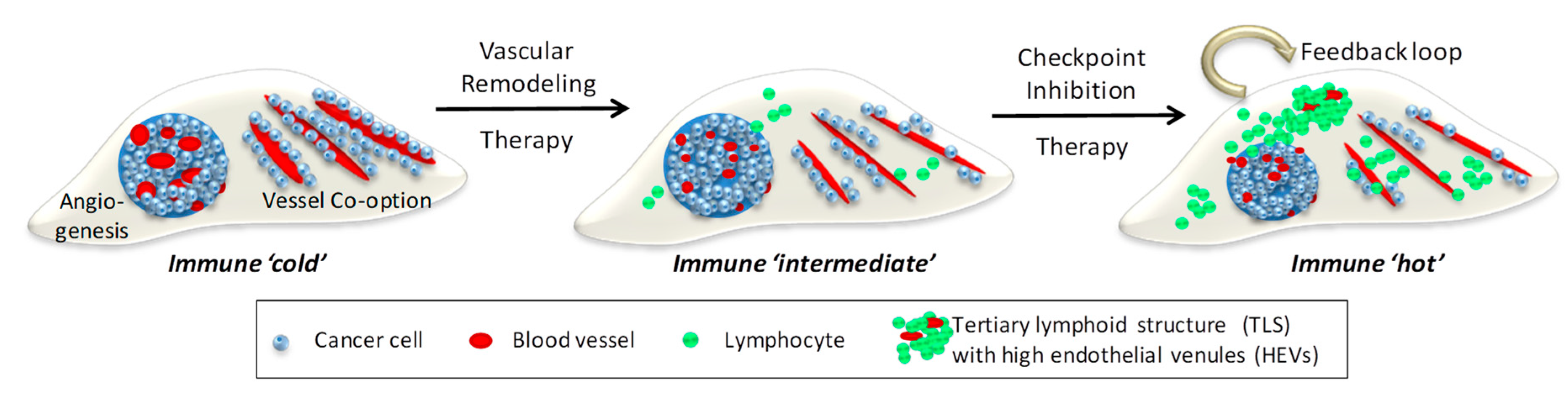 Cancers 13 00810 g002