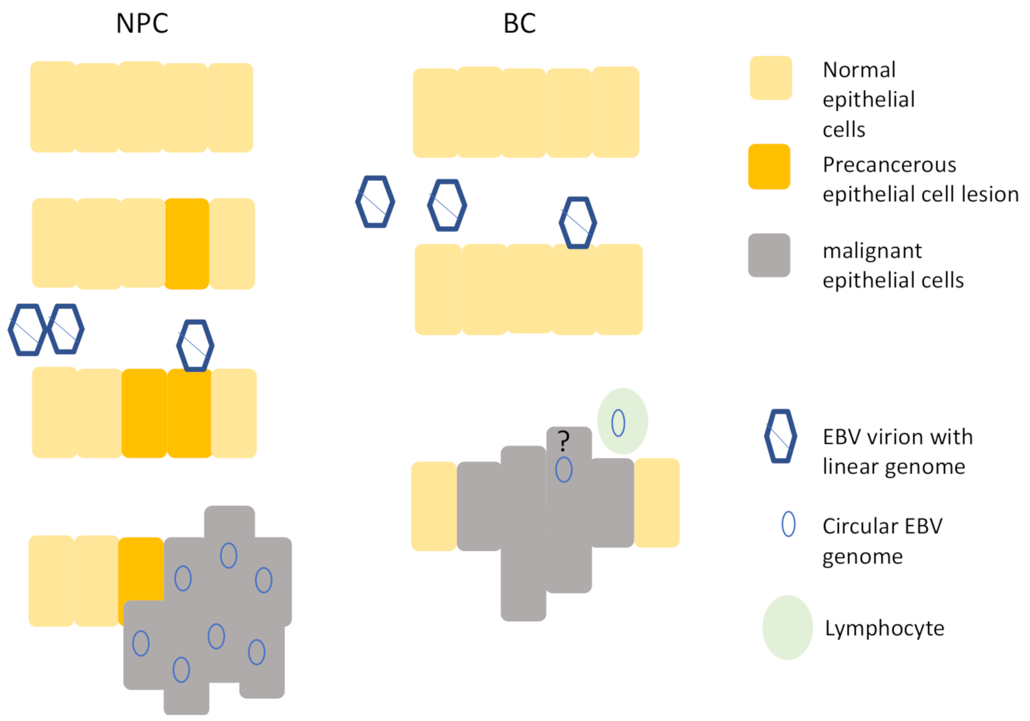 Cancers 13 00819 g001 Cancers 13 00819 g001