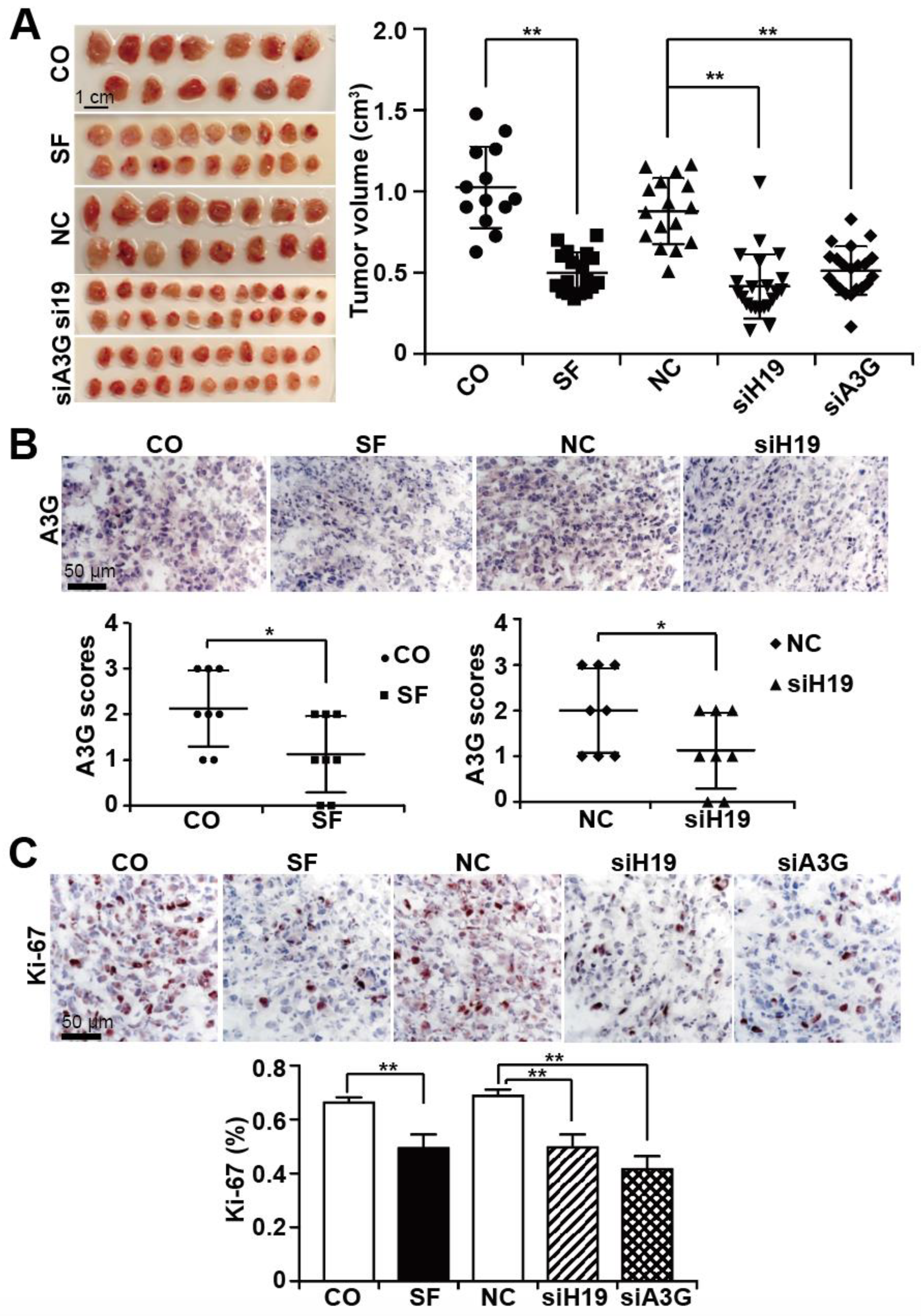 Cancers 13 00827 g006 Cancers 13 00827 g006
