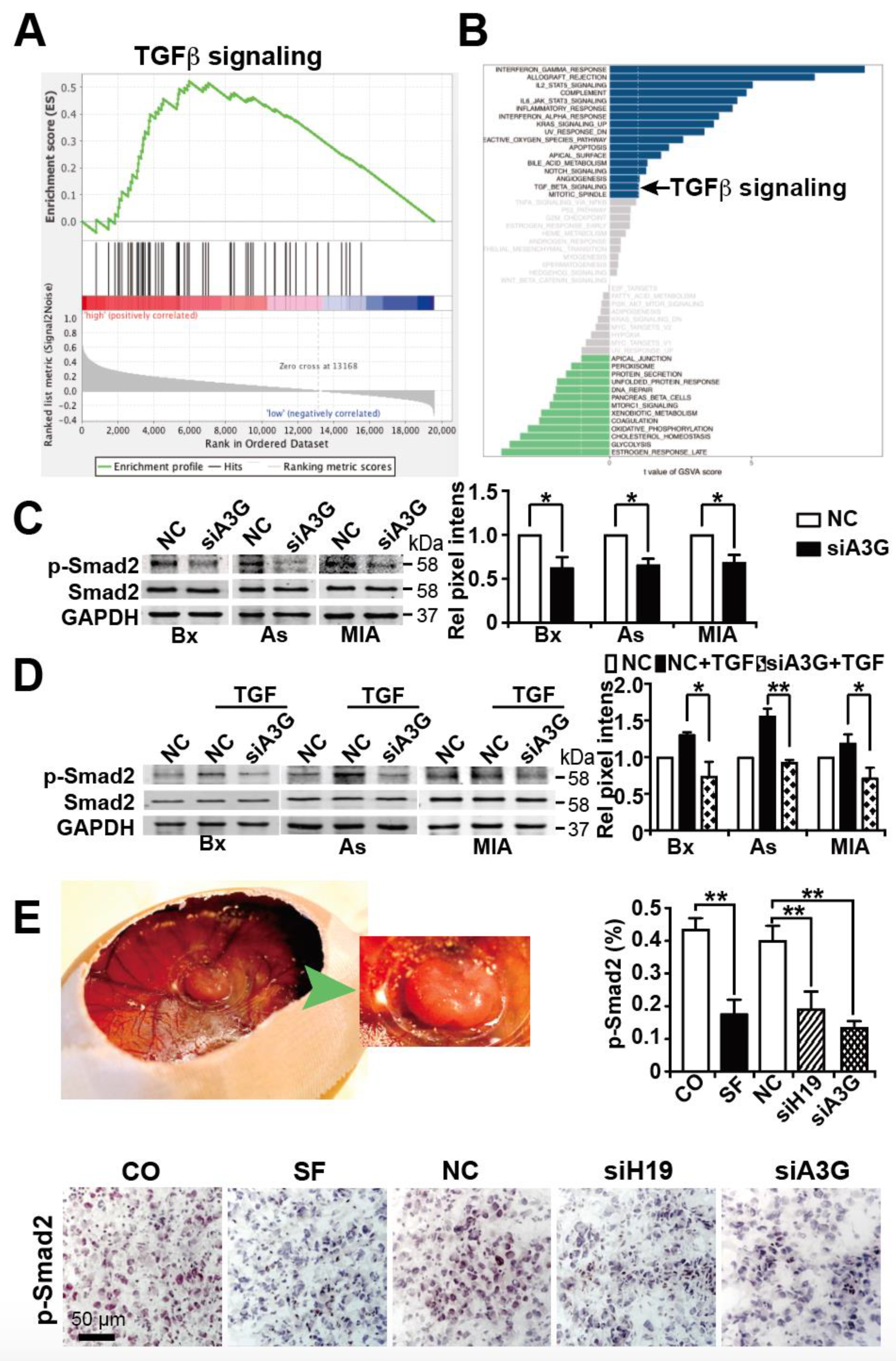 Cancers 13 00827 g007 Cancers 13 00827 g007