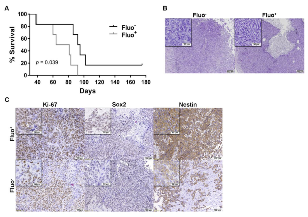Cancers 13 00828 g006 Cancers 13 00828 g006