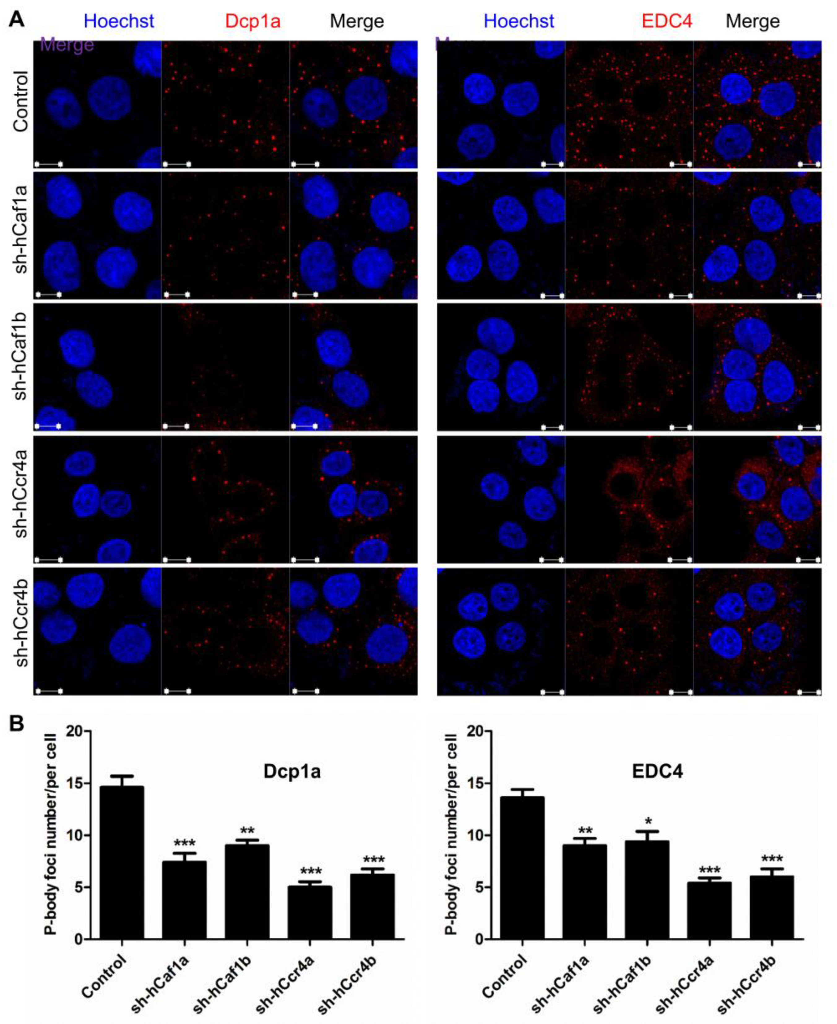 Cancers 13 00834 g007 Cancers 13 00834 g007