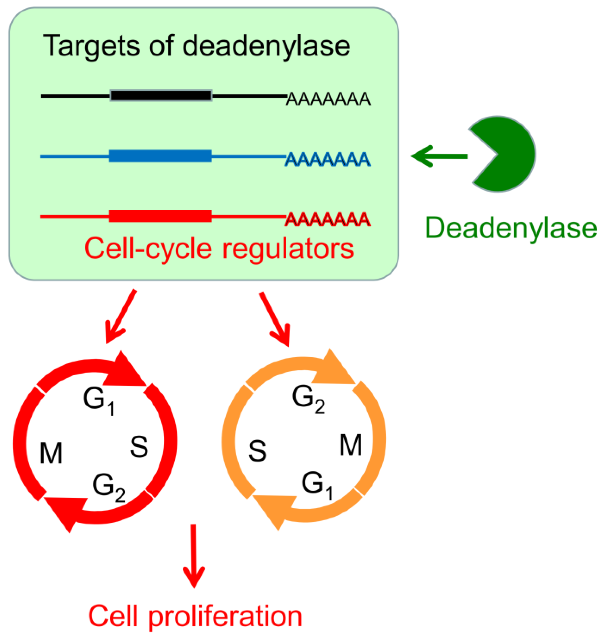 Cancers 13 00834 g008 Cancers 13 00834 g008