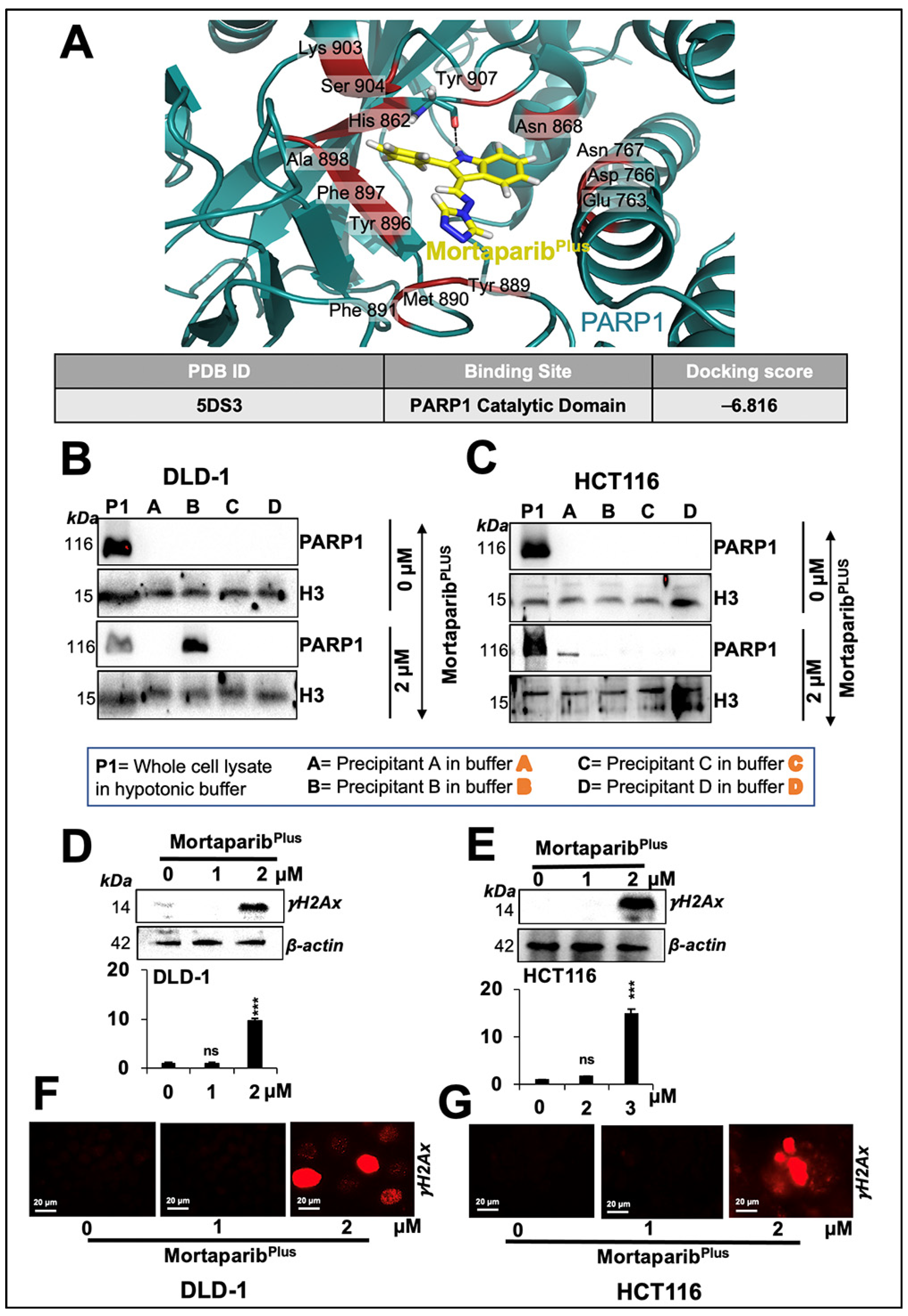 Cancers 13 00835 g007