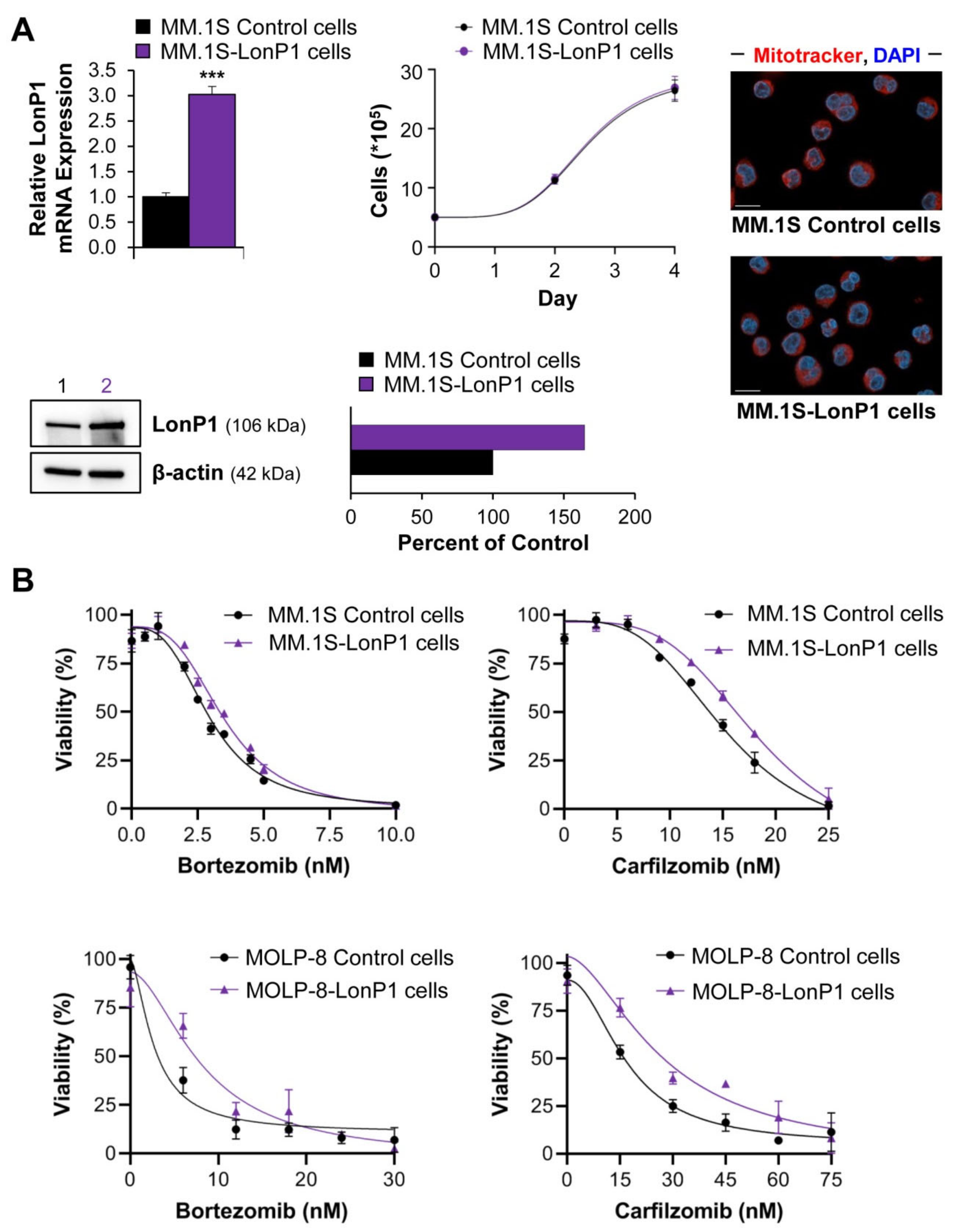 Cancers 13 00843 g005a Cancers 13 00843 g005a