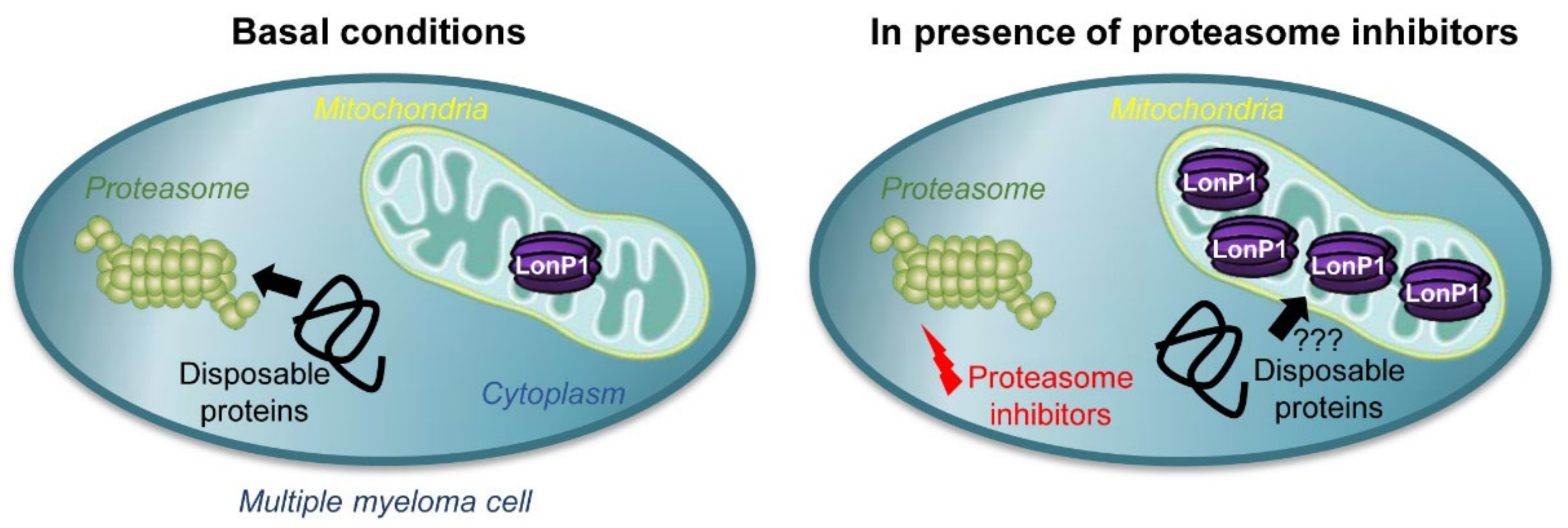 Cancers 13 00843 g006 Cancers 13 00843 g006