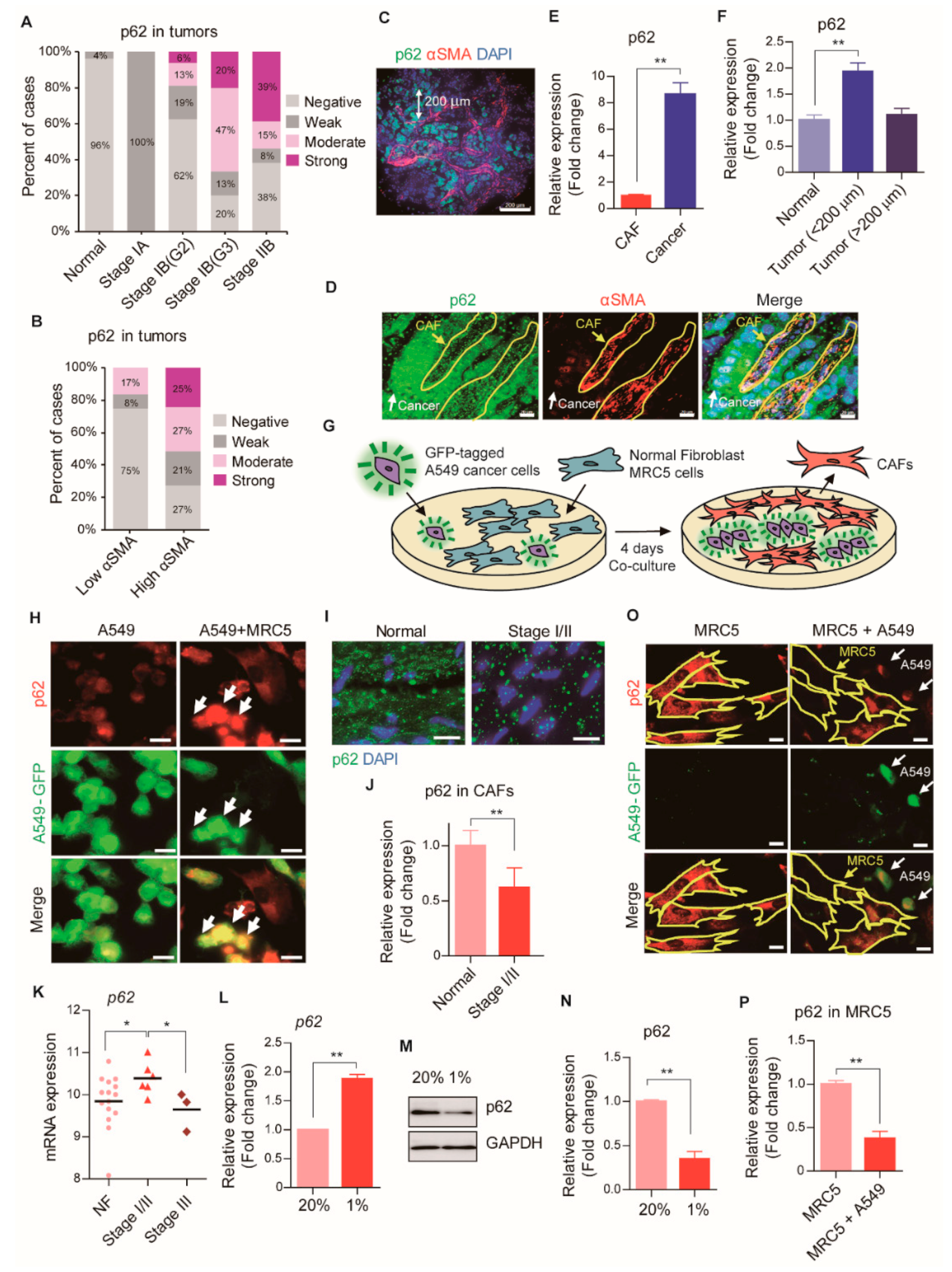 Cancers 13 00864 g001