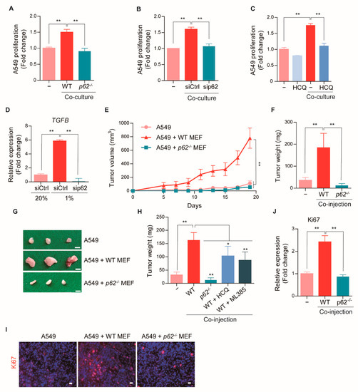 P62 Rfp p62-Induced Cancer-Associated Fibroblast Activation via the Nrf2-ATF6 ...