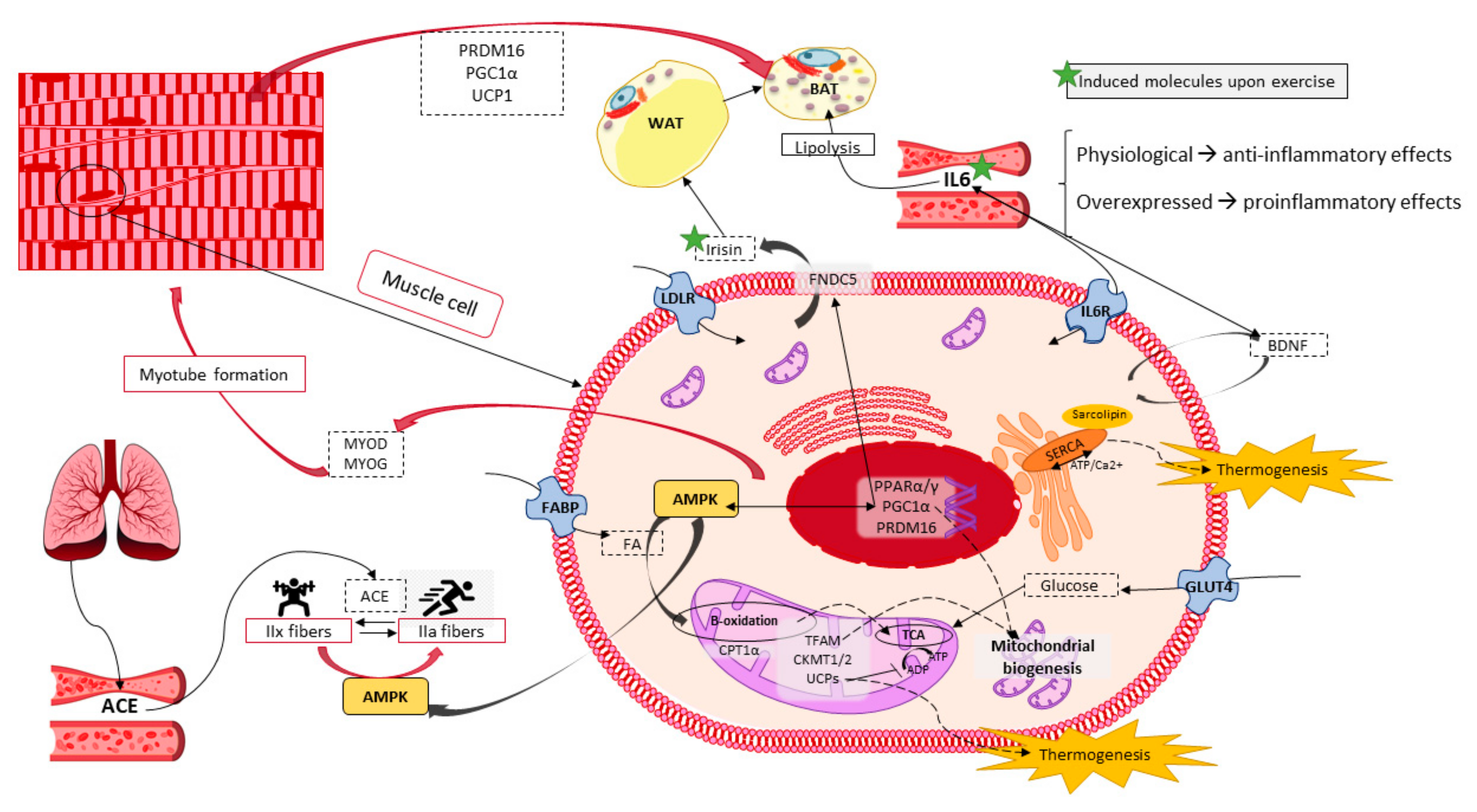 Cancers 13 00866 g004 Cancers 13 00866 g004