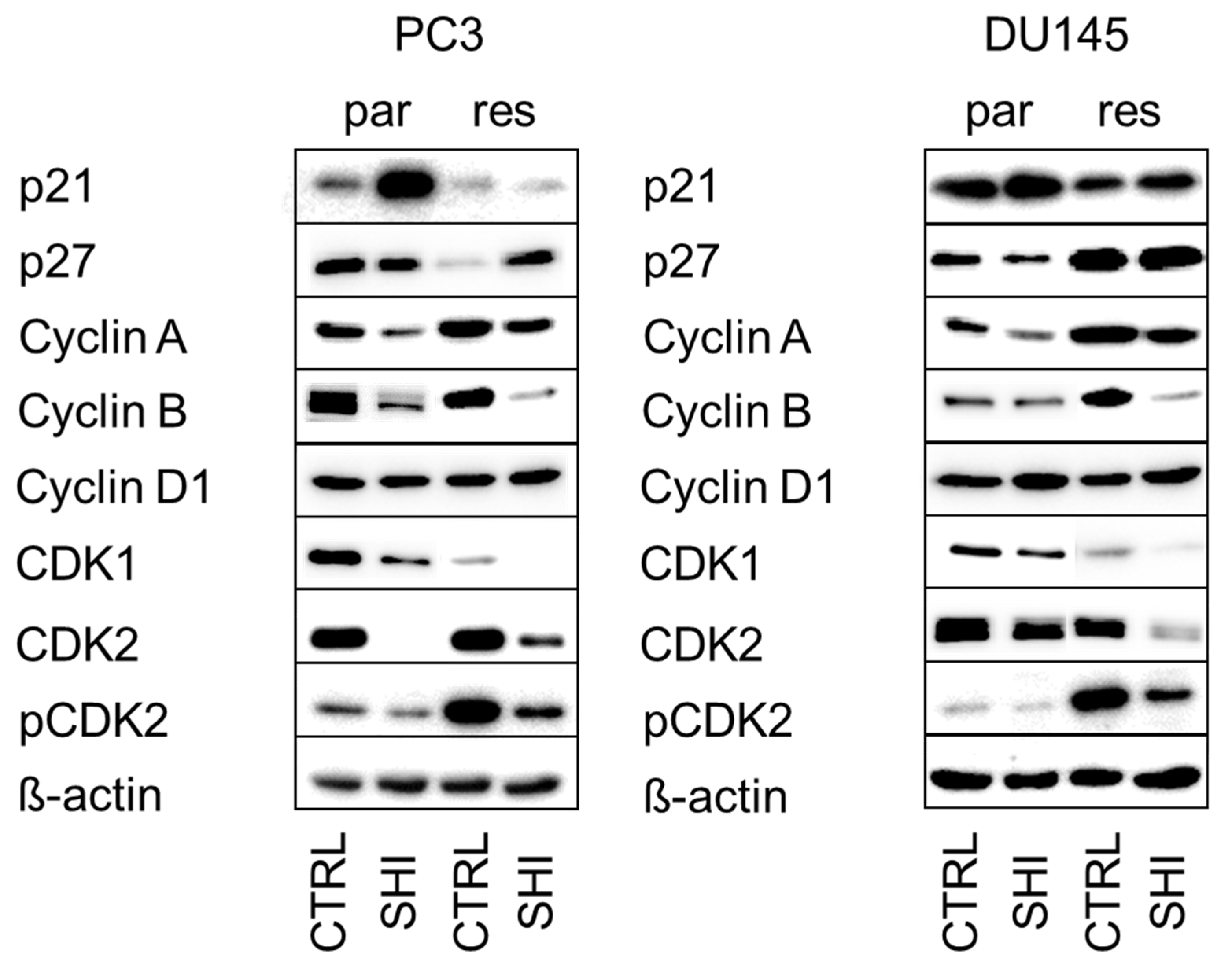 Cancers 13 00882 g004 Cancers 13 00882 g004