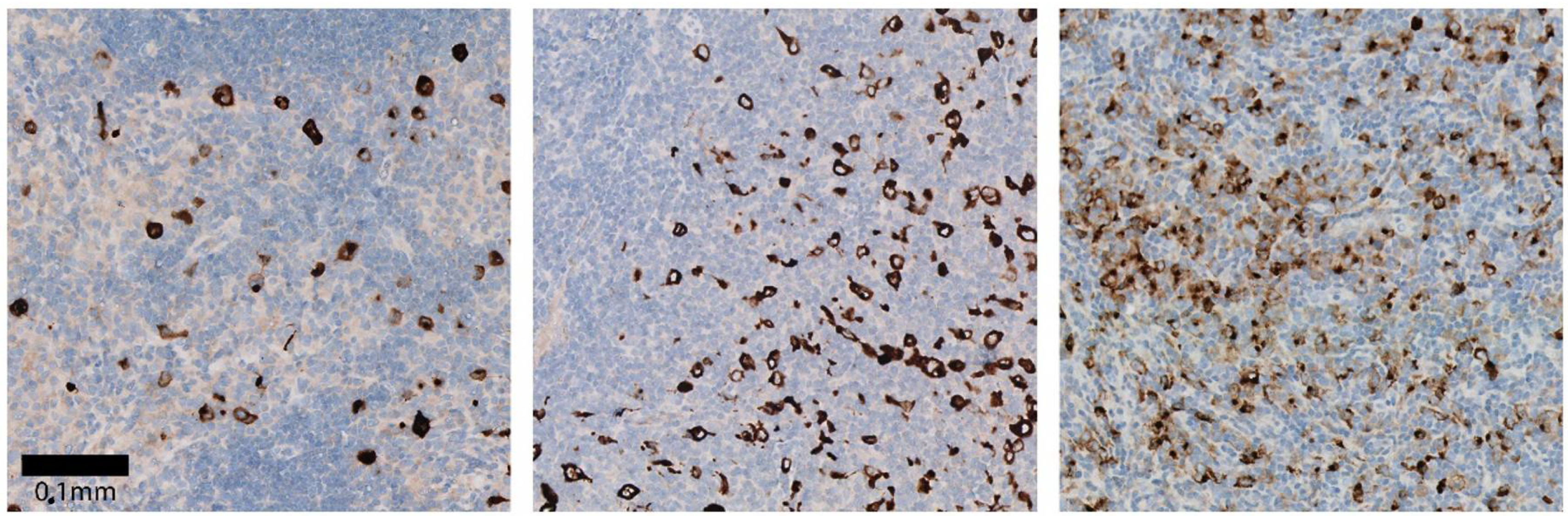 Cancers 13 00884 g003