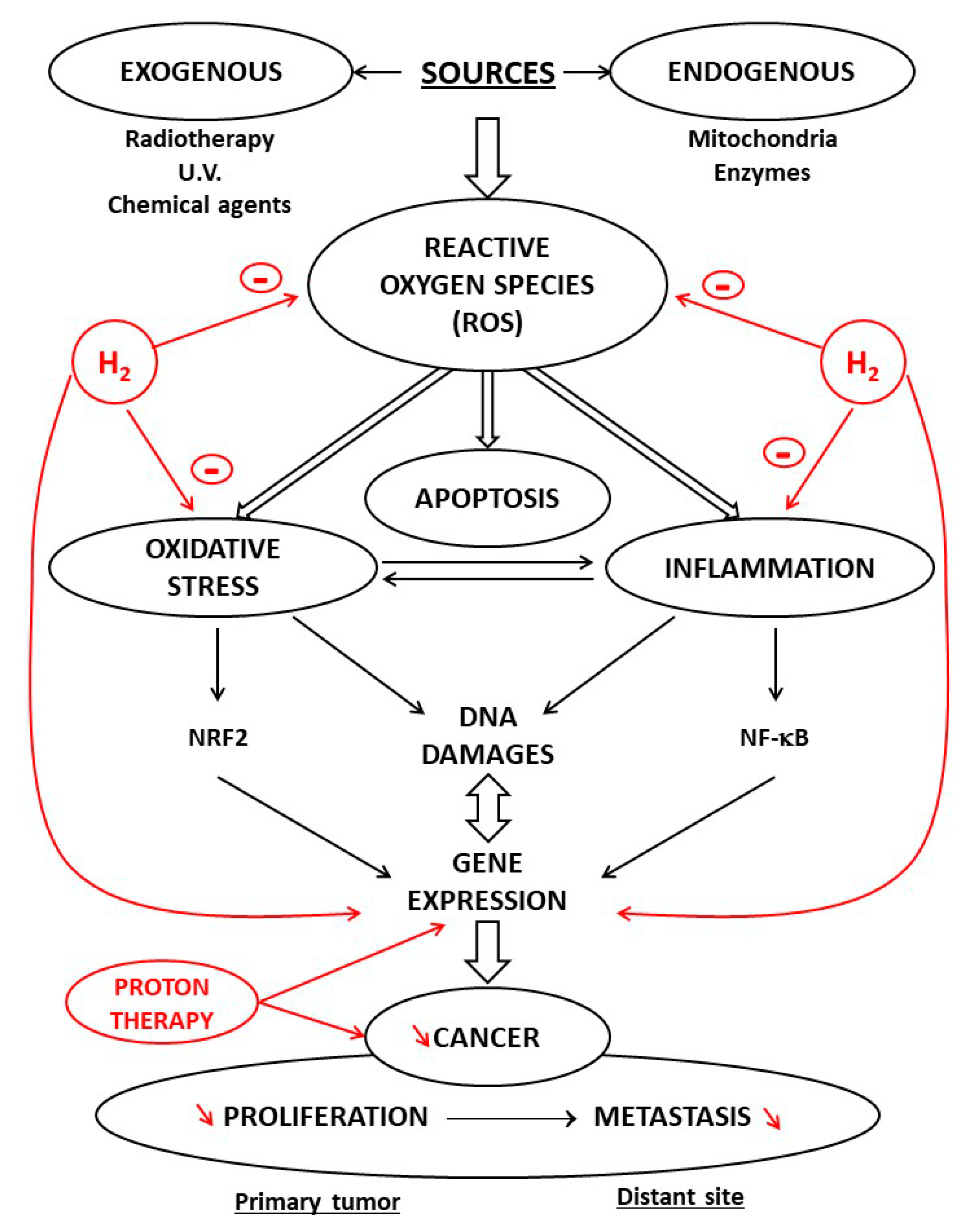 Cancers 13 00893 g002