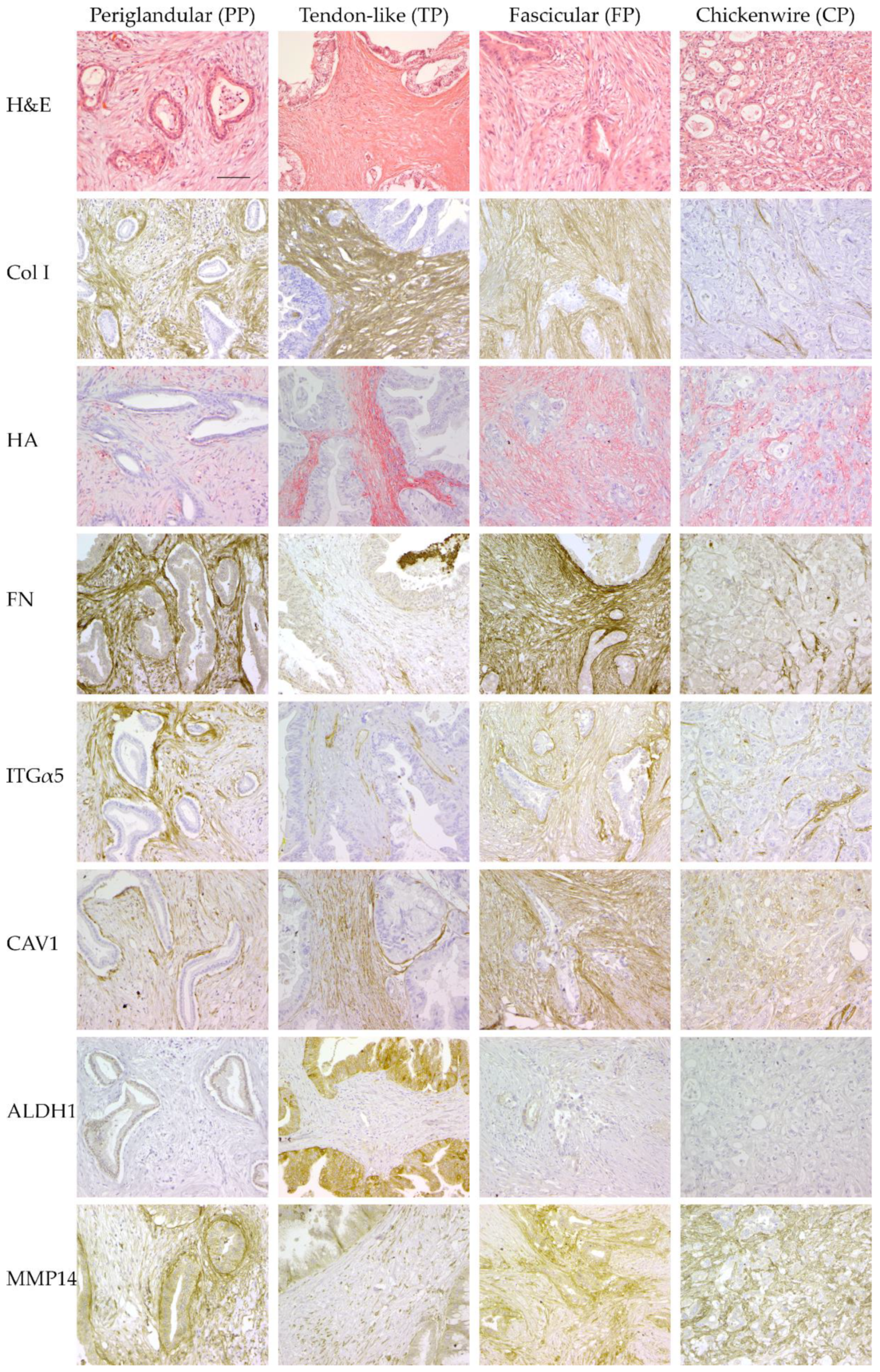 Cancers 13 00895 g003 Cancers 13 00895 g003