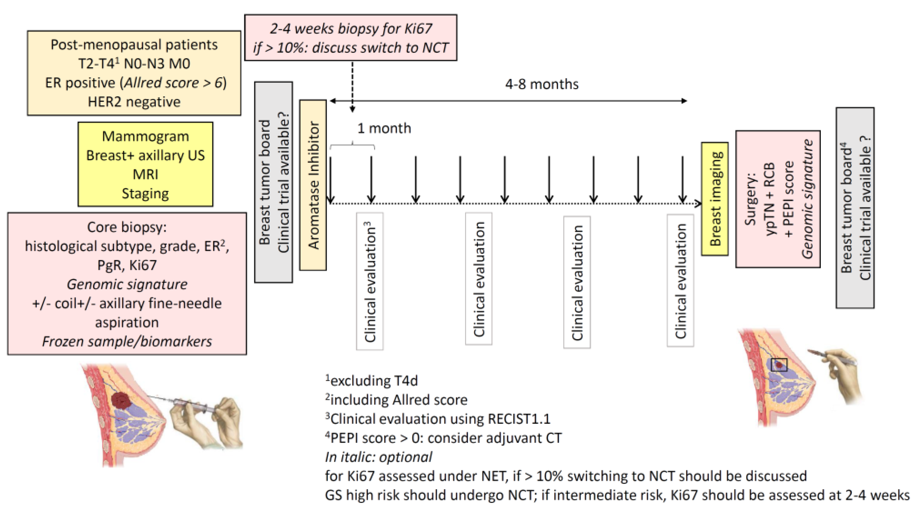 Cancers | Free Full-Text | Neoadjuvant Endocrine Therapy in Breast