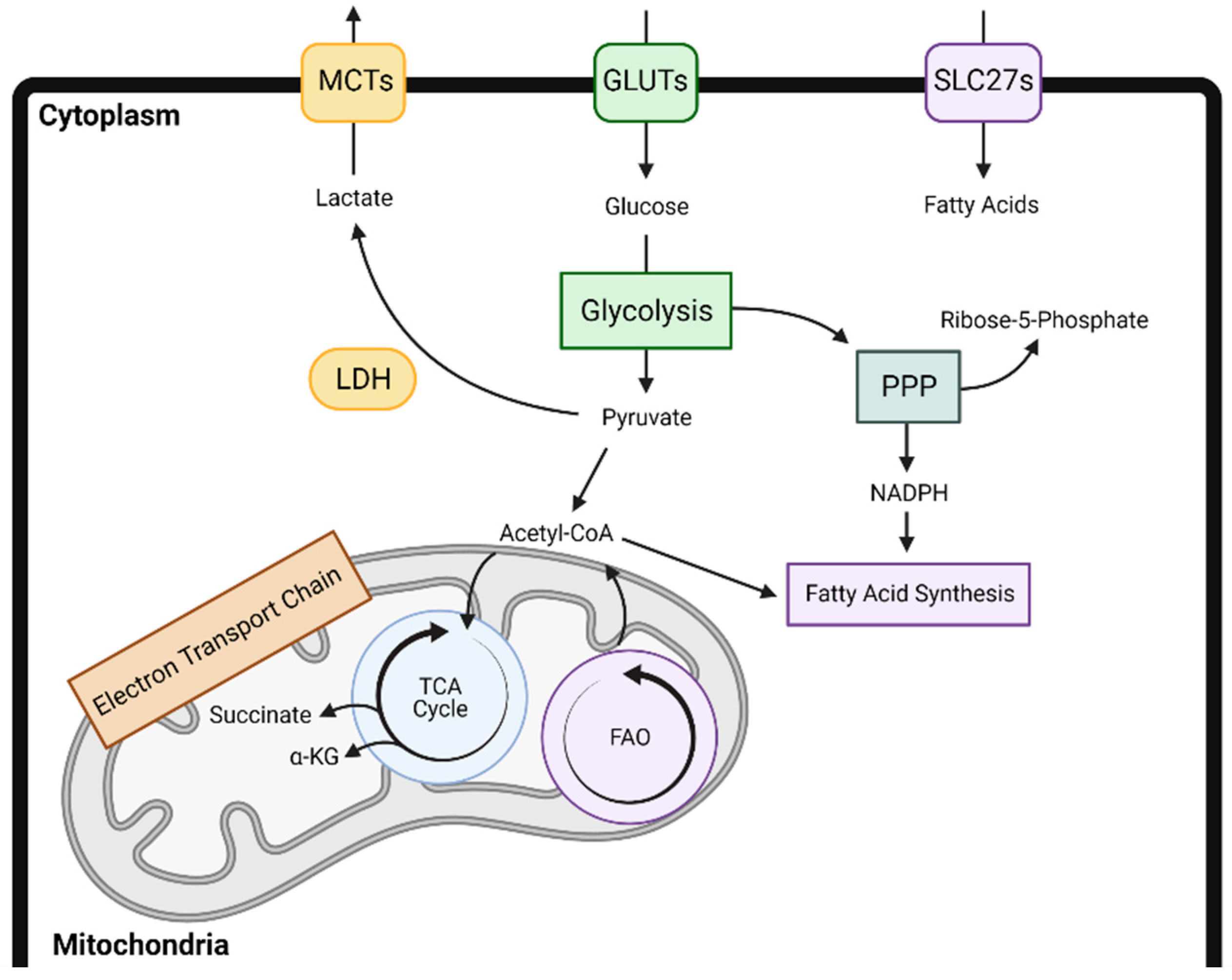 Cancers 13 00904 g001