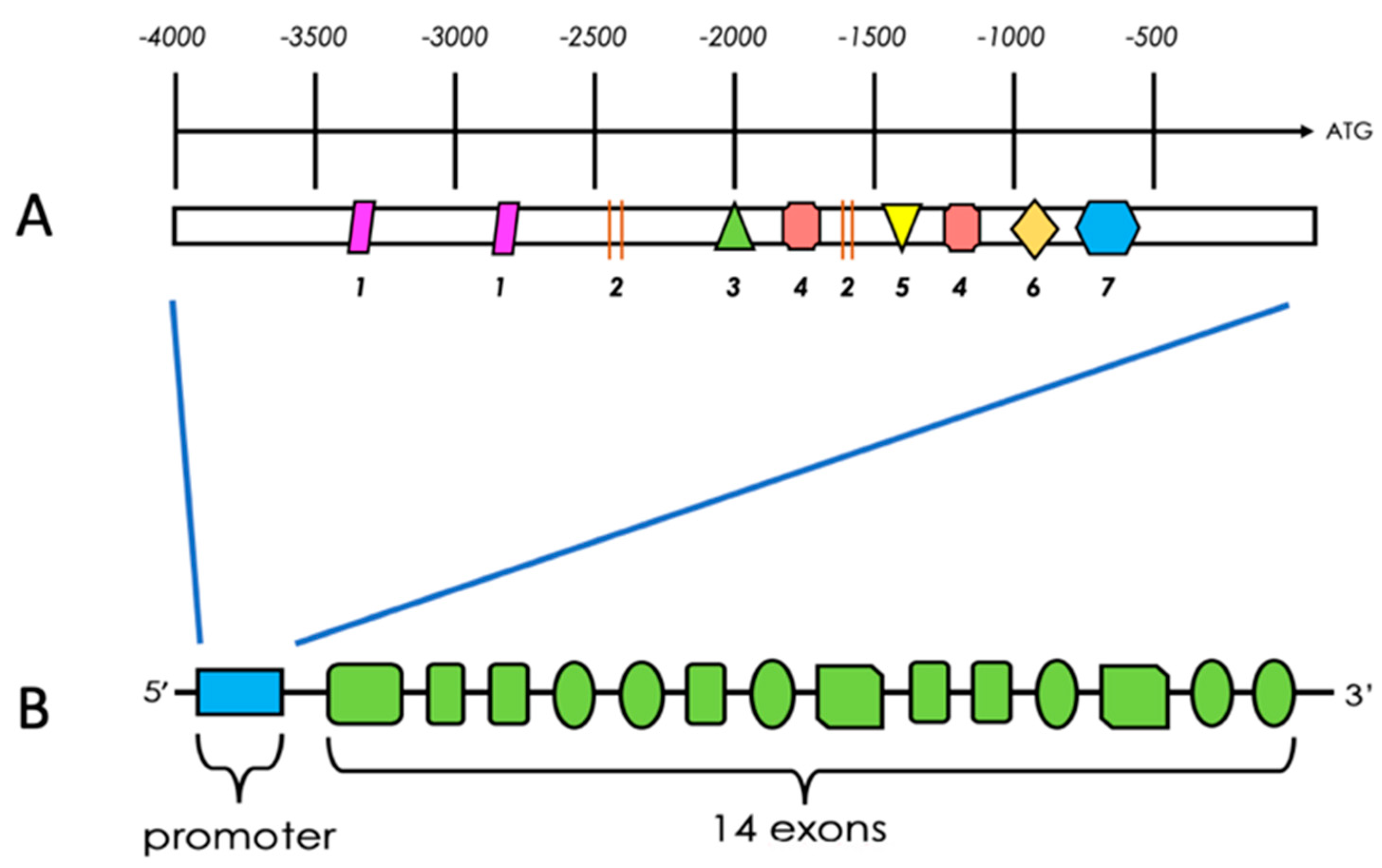Cancers 13 00909 g003