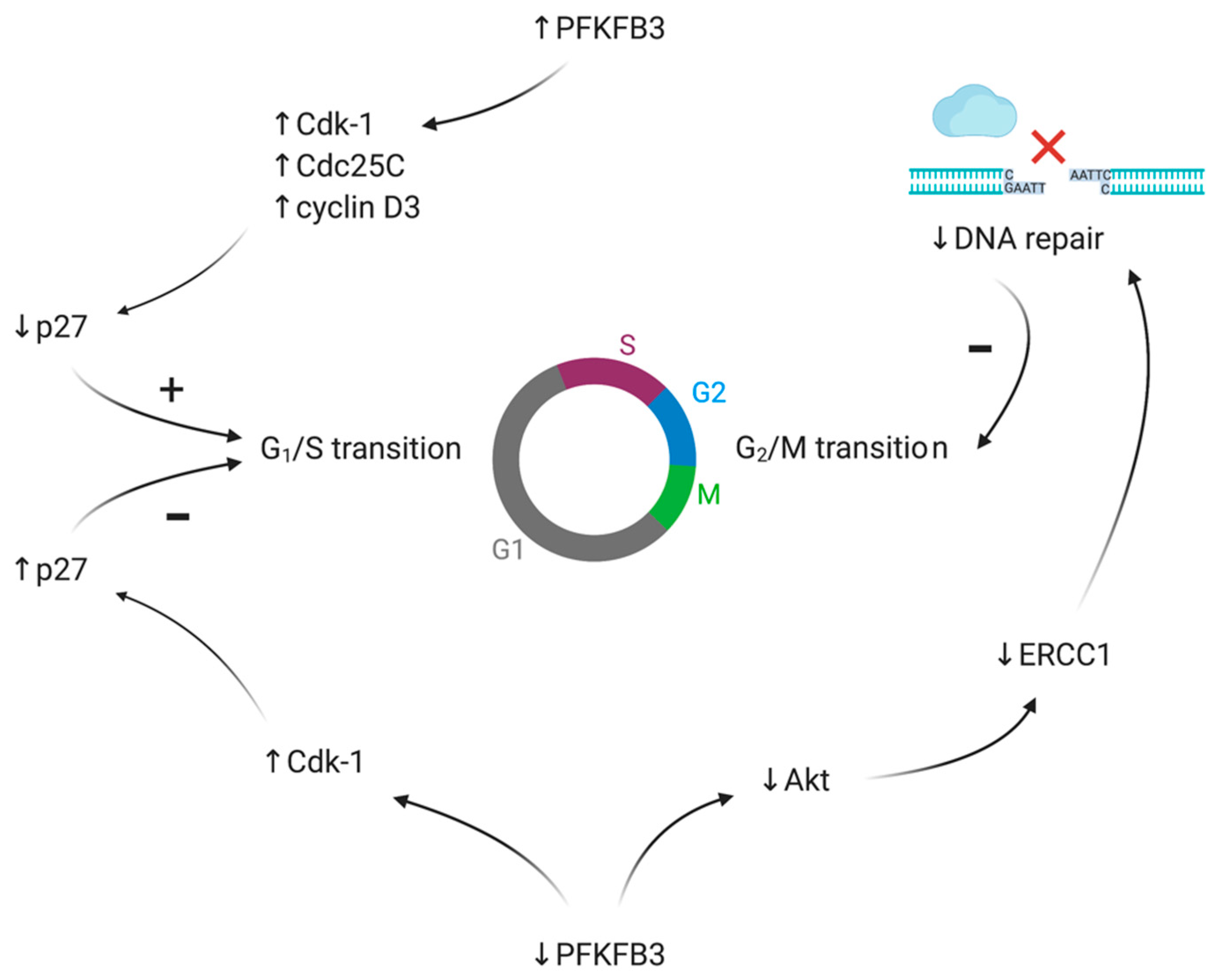 【返品不可】 in PFKFB4 and PFKFB3 of Role Cancer: Impact Basis, Genetic 応援グッズ