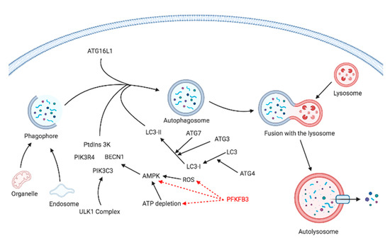 Role of PFKFB3 and PFKFB4 in Cancer: Genetic Basis, Impact
