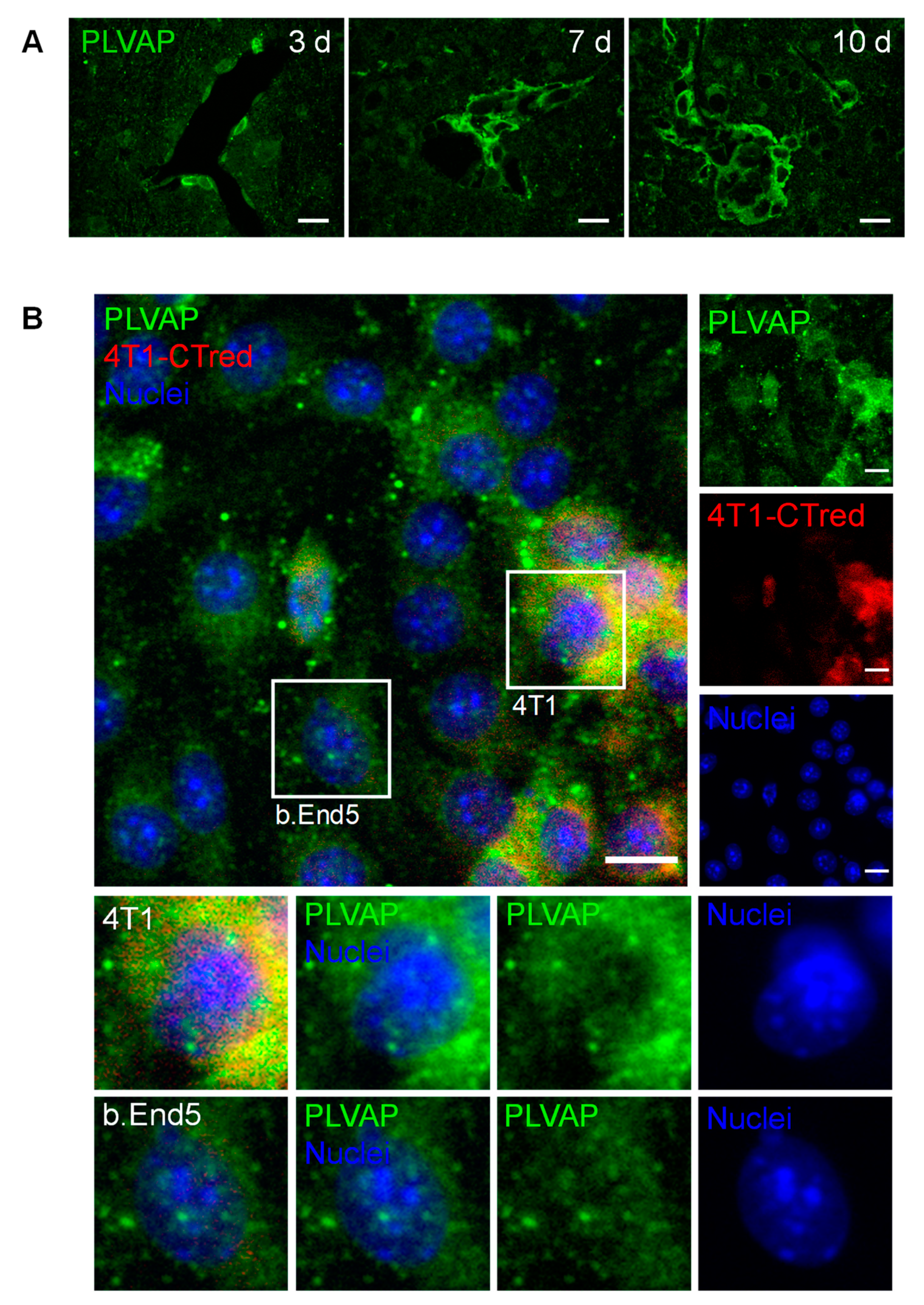 Cancers 13 00910 g007 Cancers 13 00910 g007