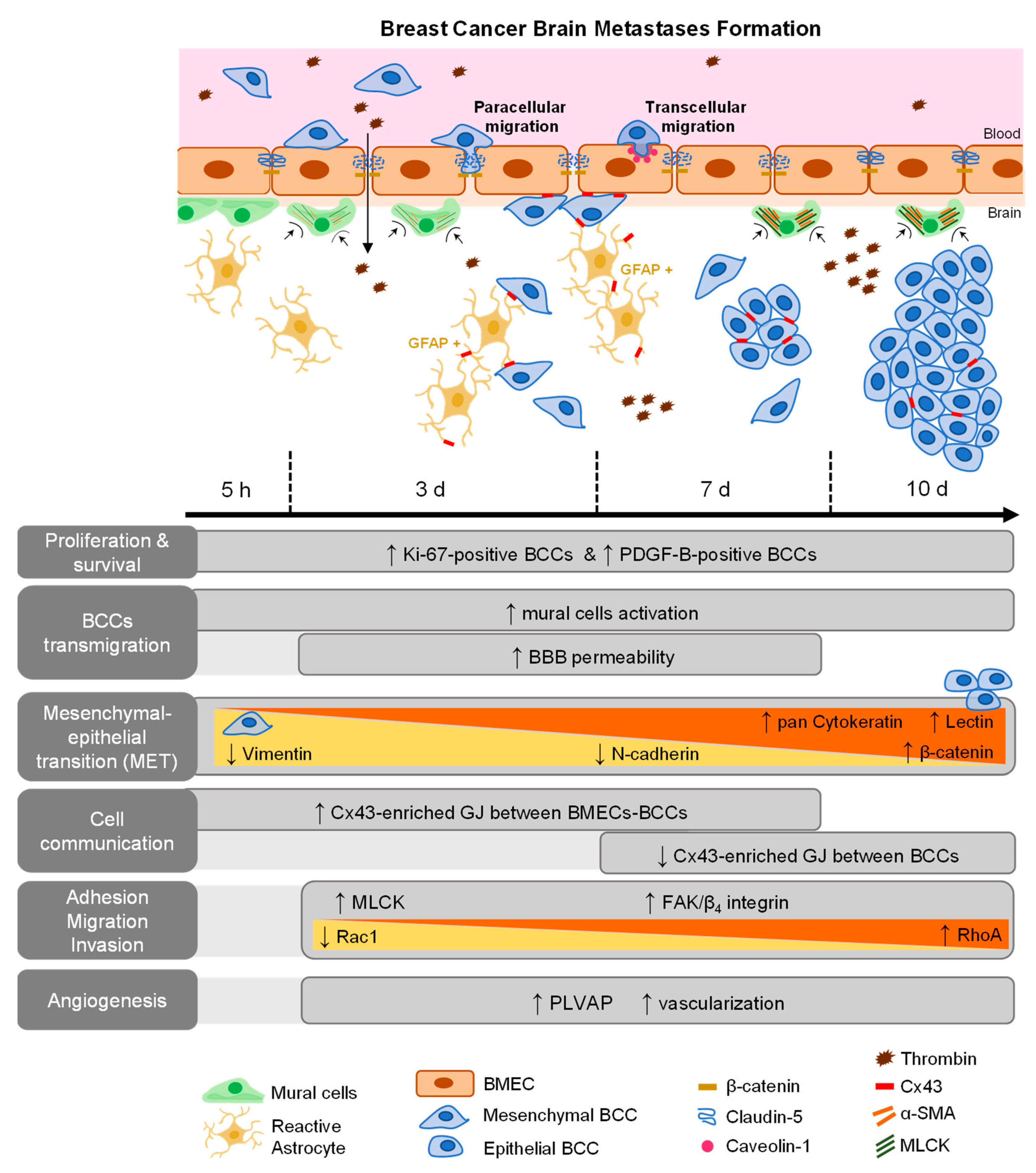 Cancers 13 00910 g008 Cancers 13 00910 g008