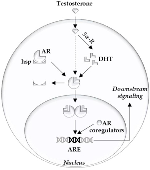 Cancers 13 00915 g001 550