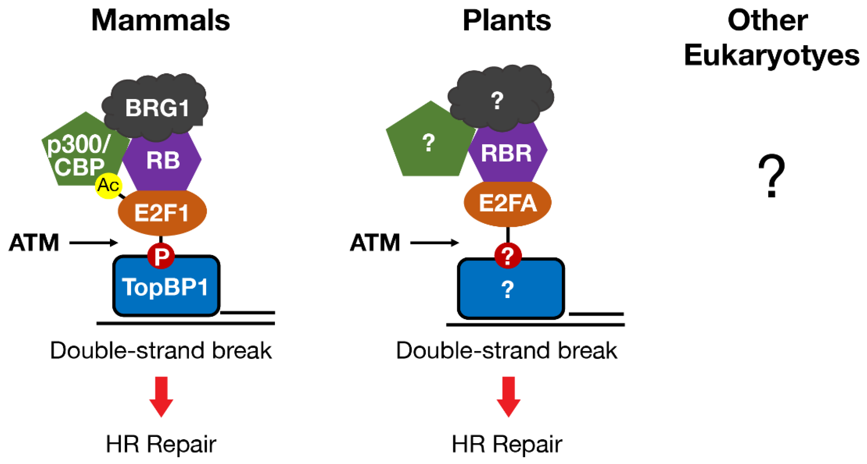 Cancers 13 00934 g003 Cancers 13 00934 g003