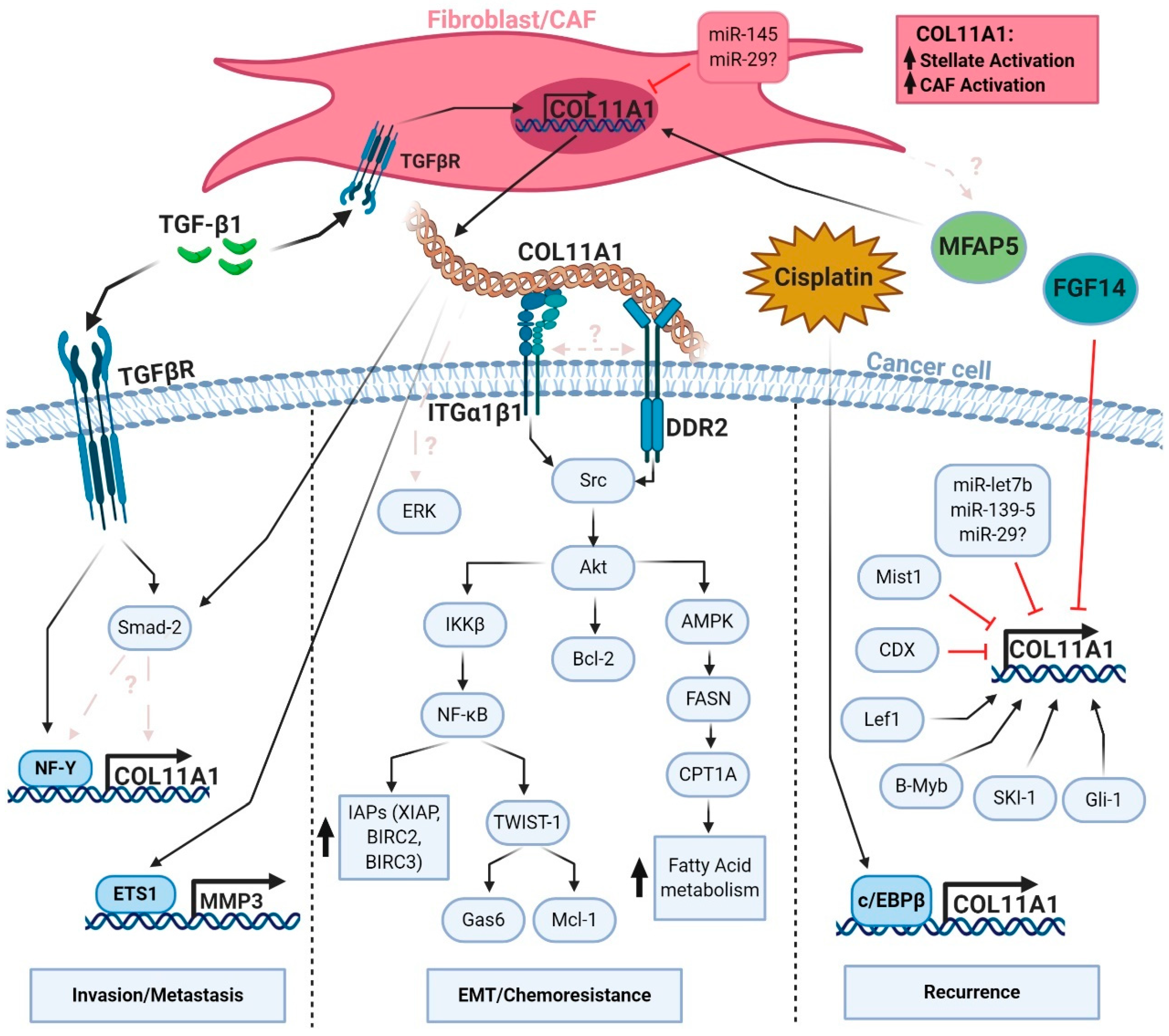 Cancers 13 00935 g002 Cancers 13 00935 g002