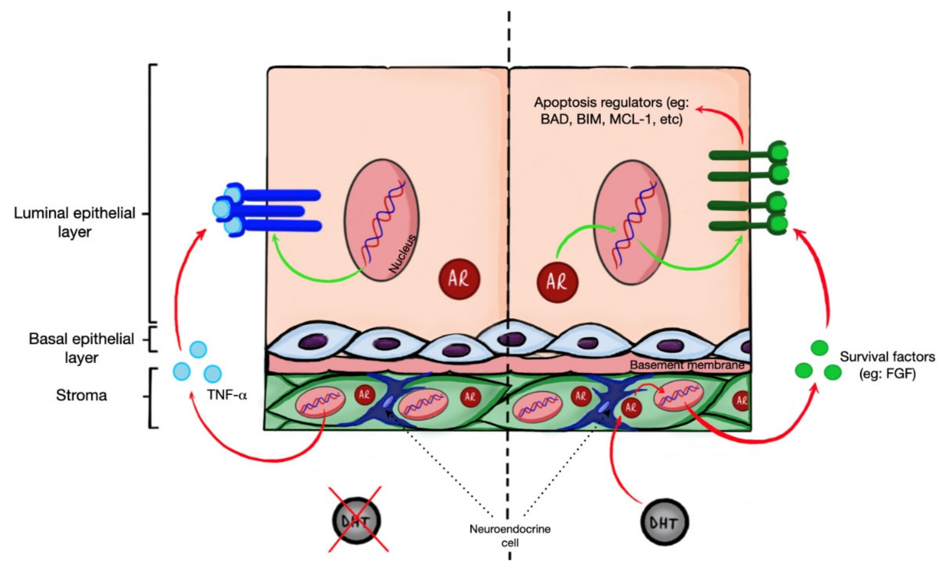 androgen insensivity chromatin negative nuclei androgen insensivity chromatin negative nuclei