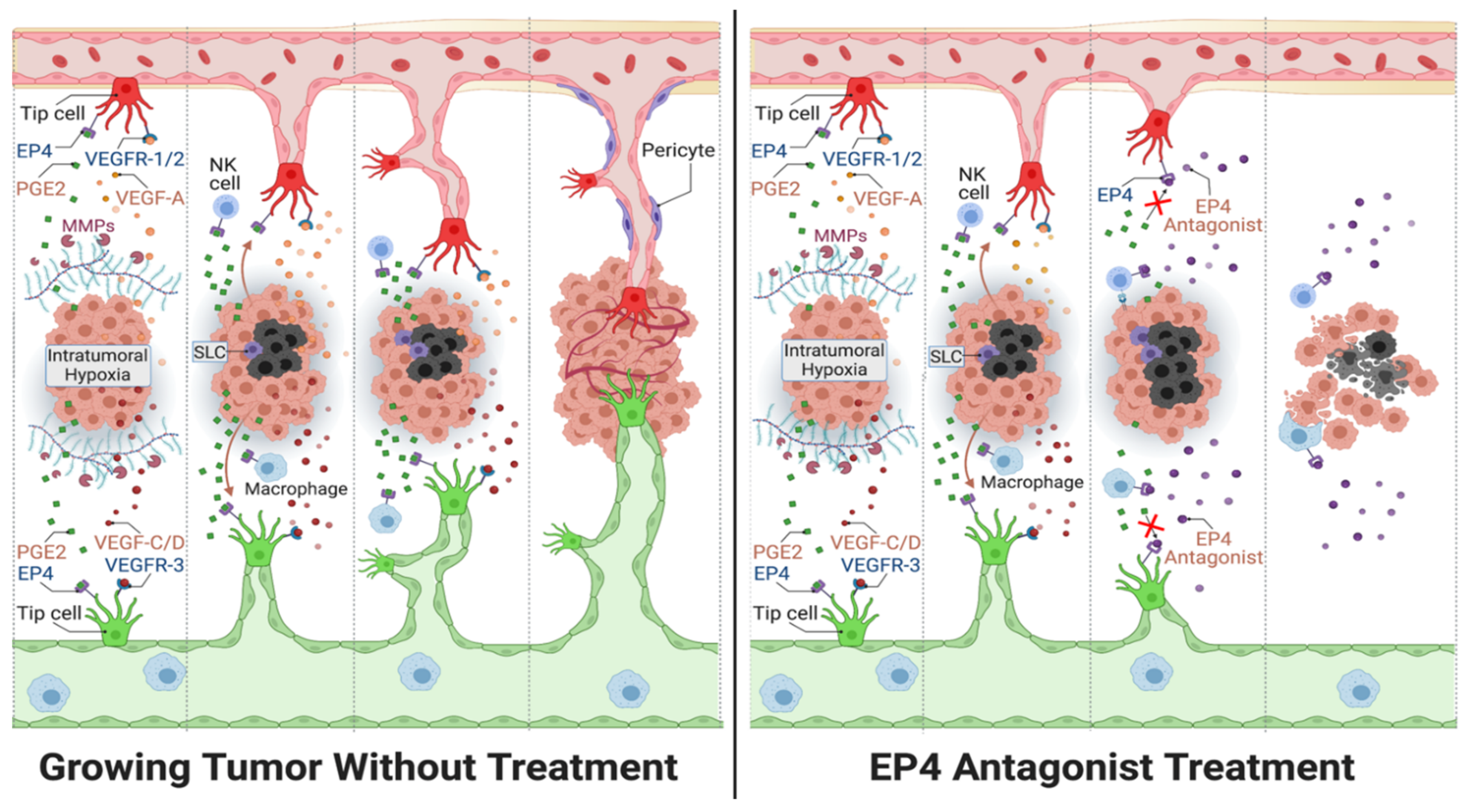 Cancers 13 00942 g008 Cancers 13 00942 g008