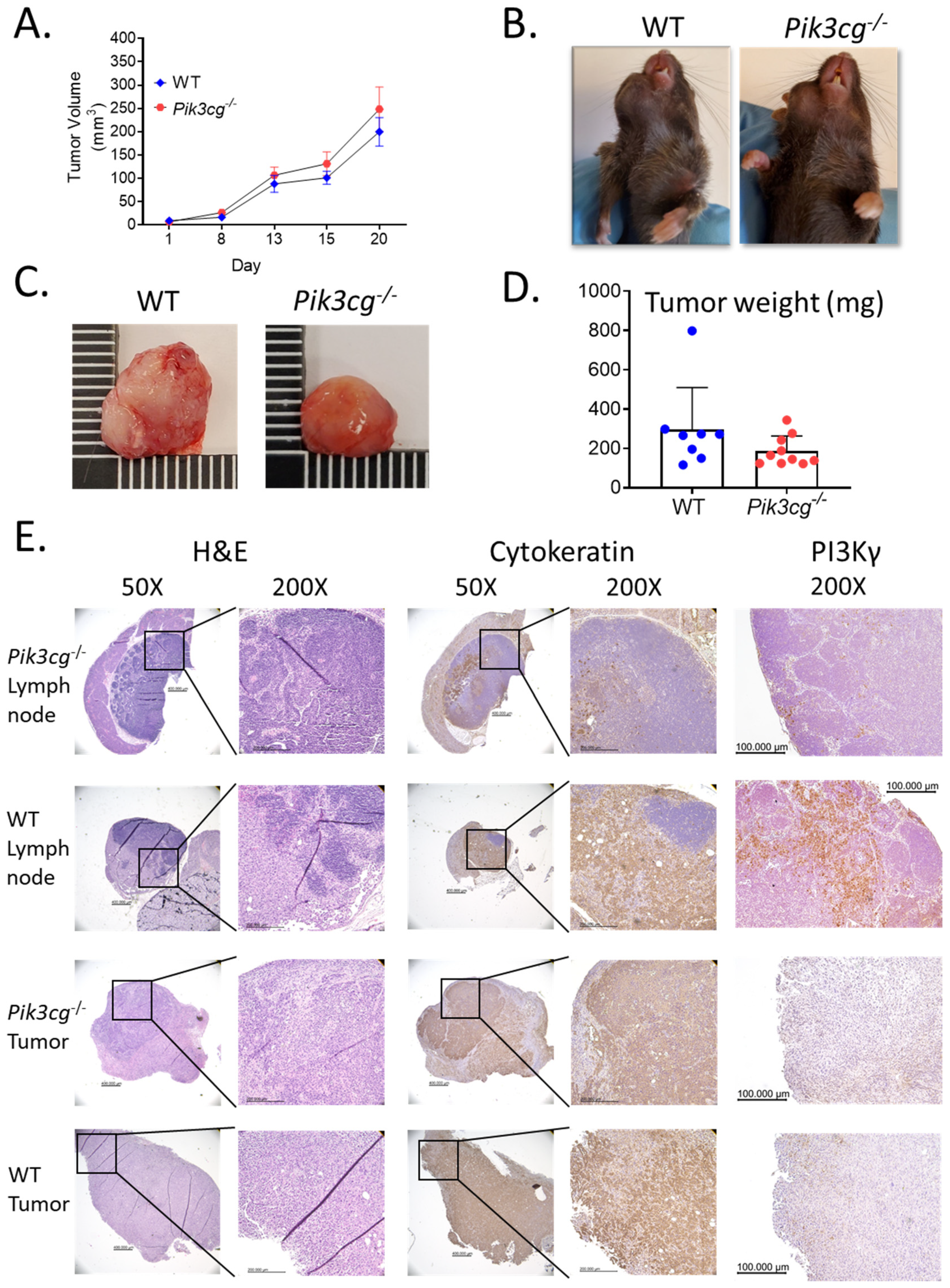 Cancers 13 00953 g001 Cancers 13 00953 g001