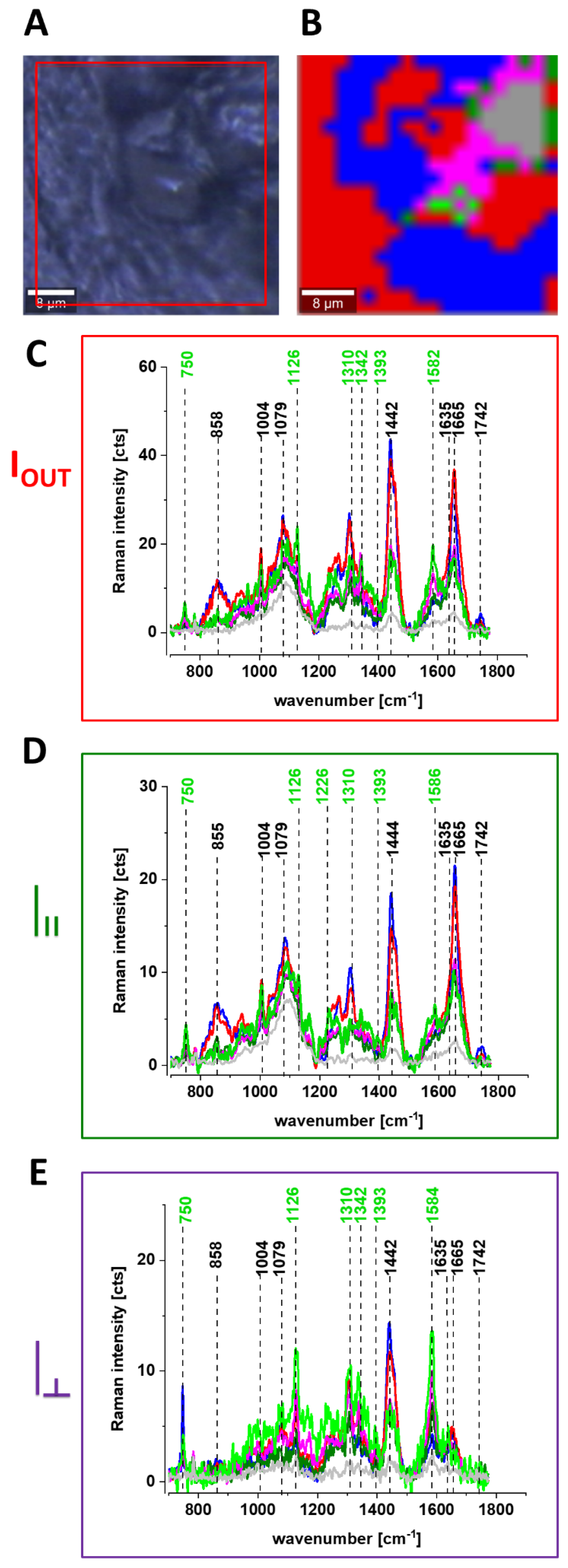 Cancers 13 00960 g006