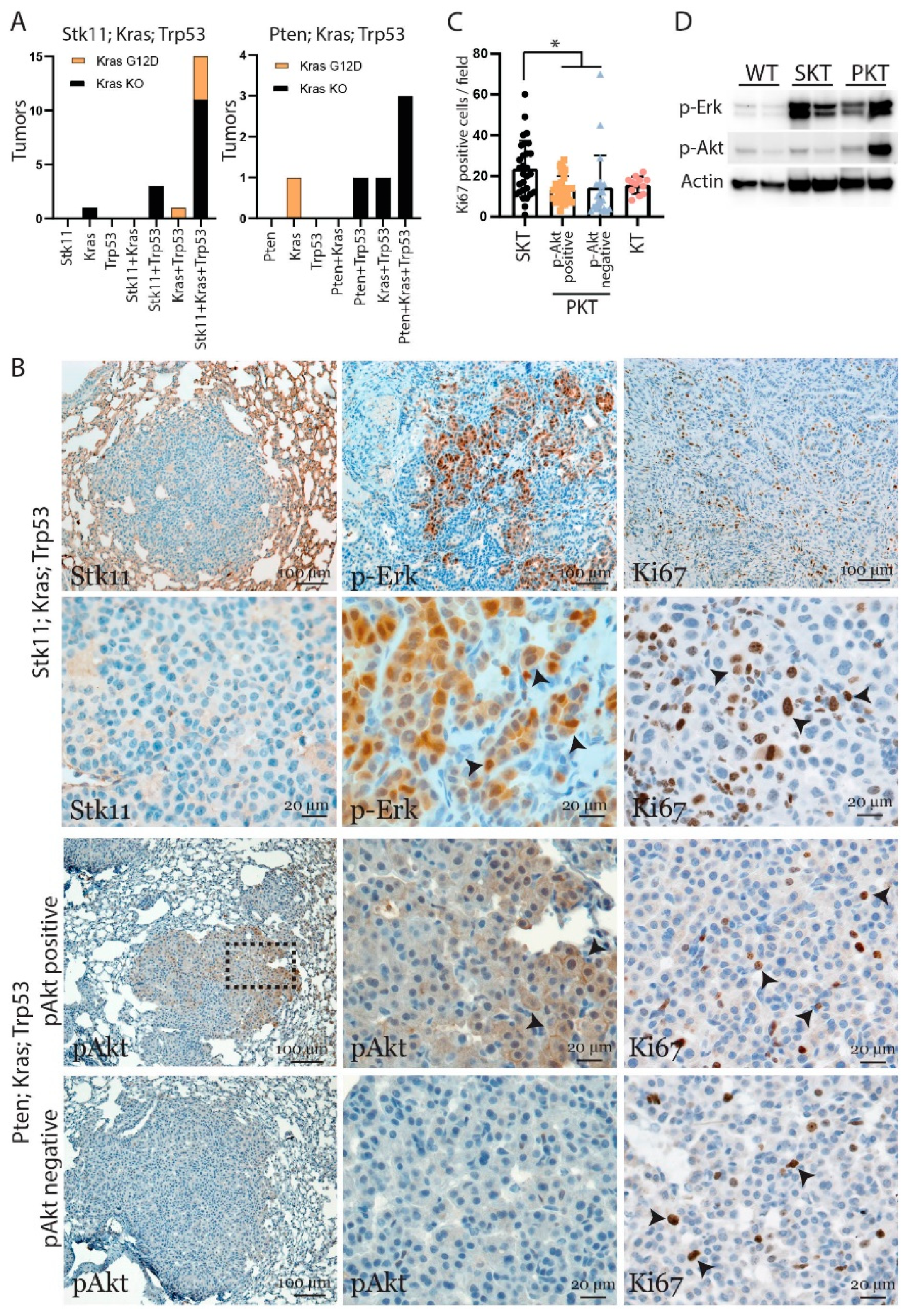 Cancers 13 00974 g004 Cancers 13 00974 g004