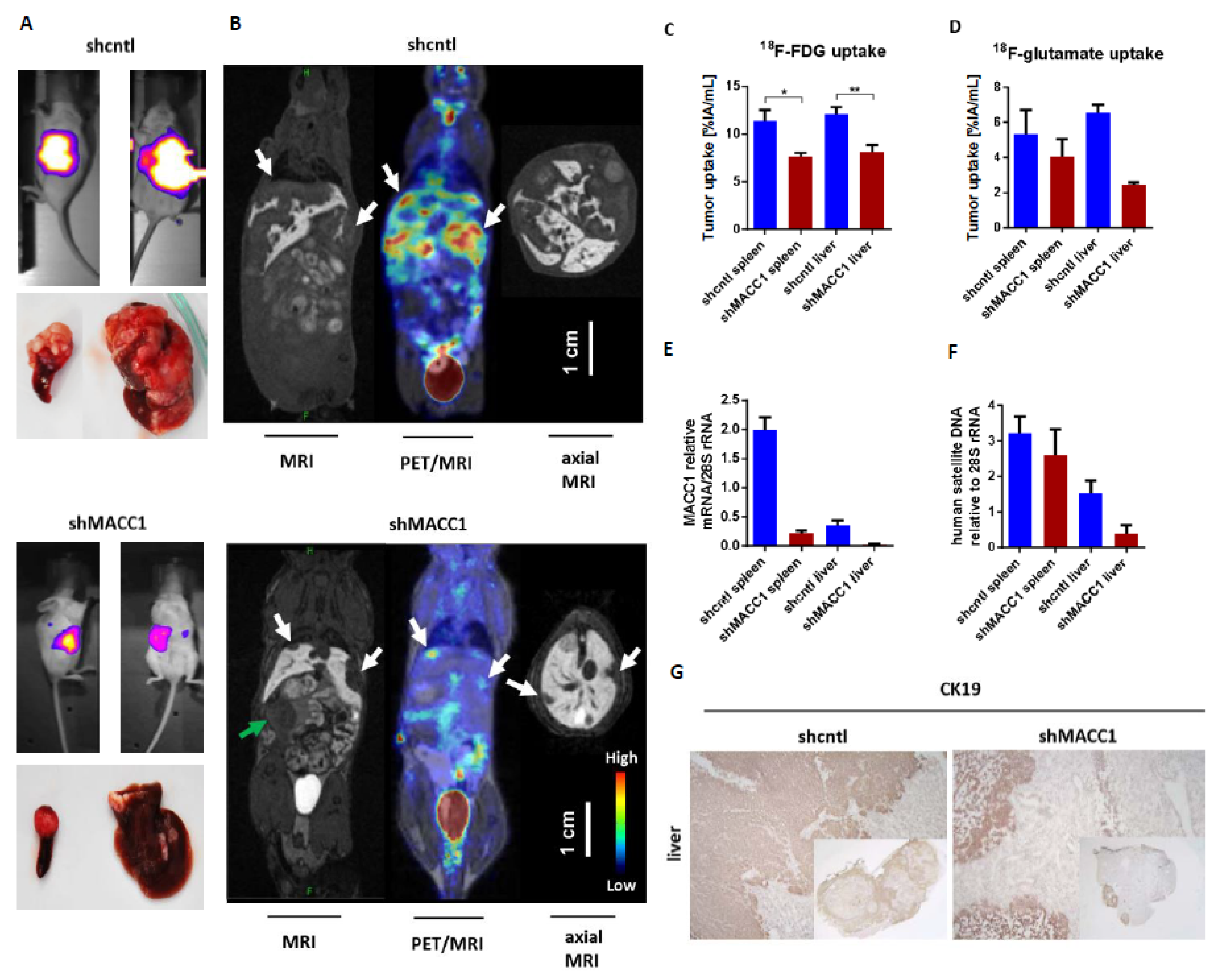 Cancers 13 00978 g001