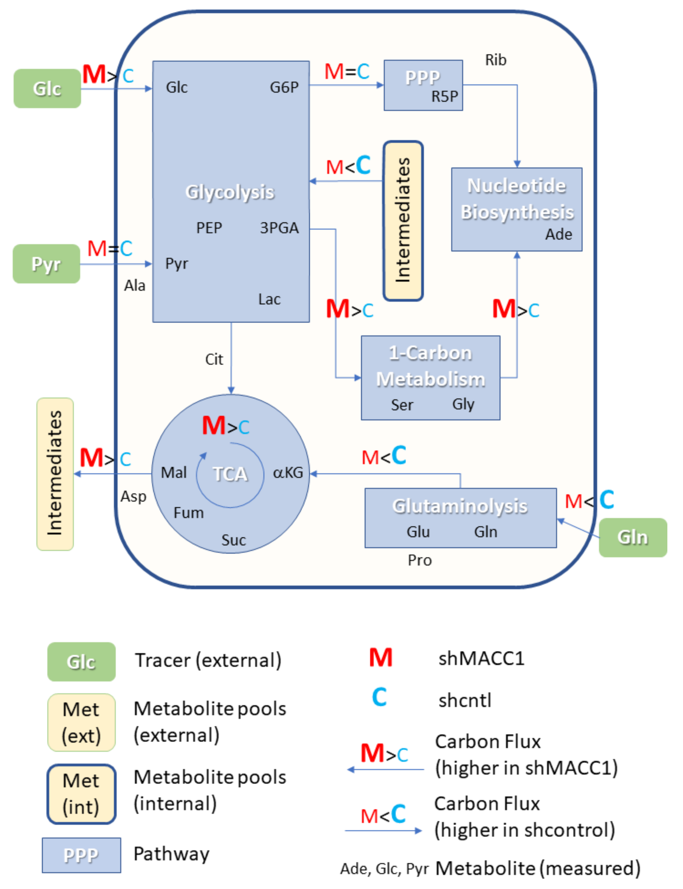 Cancers 13 00978 g006