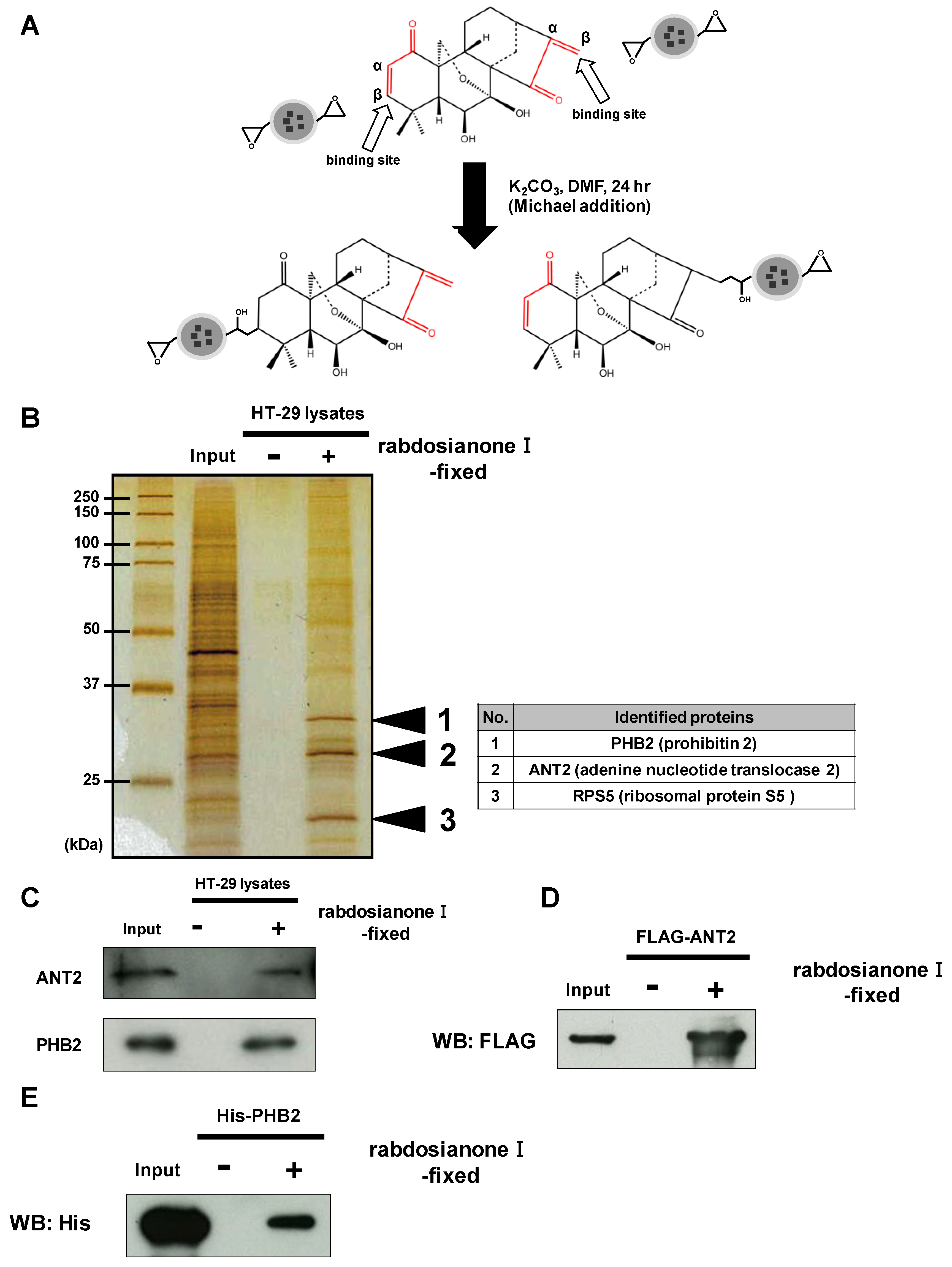 Cancers 13 00982 g003 Cancers 13 00982 g003