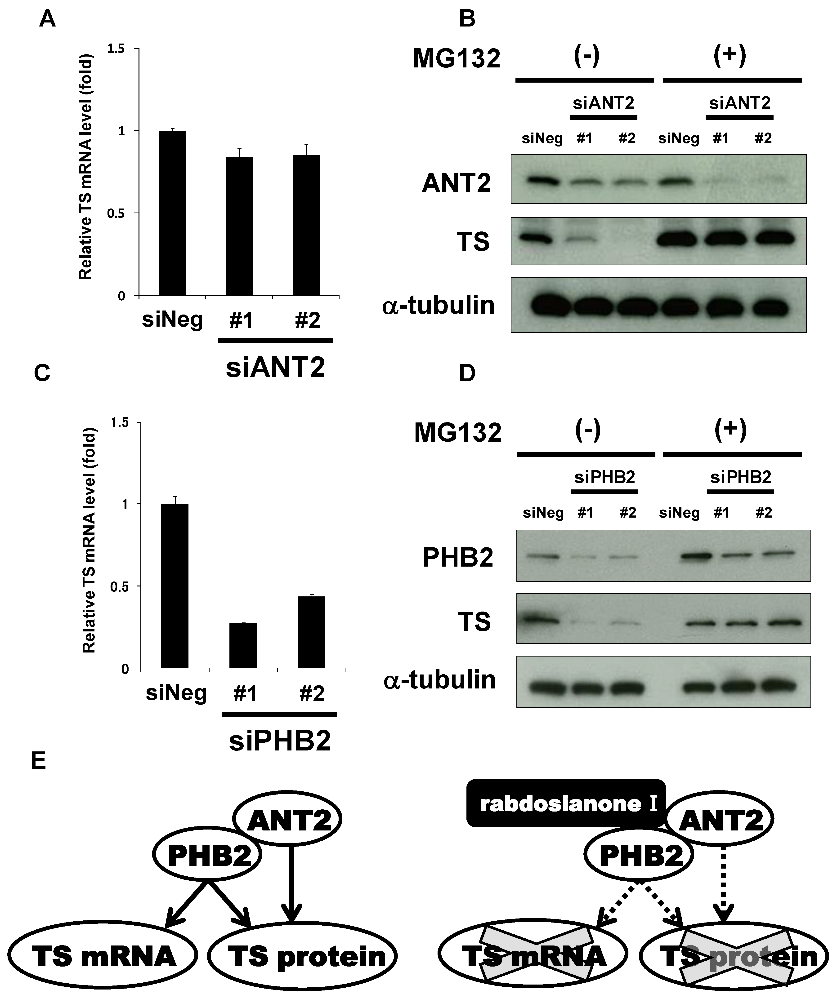Cancers 13 00982 g006 Cancers 13 00982 g006